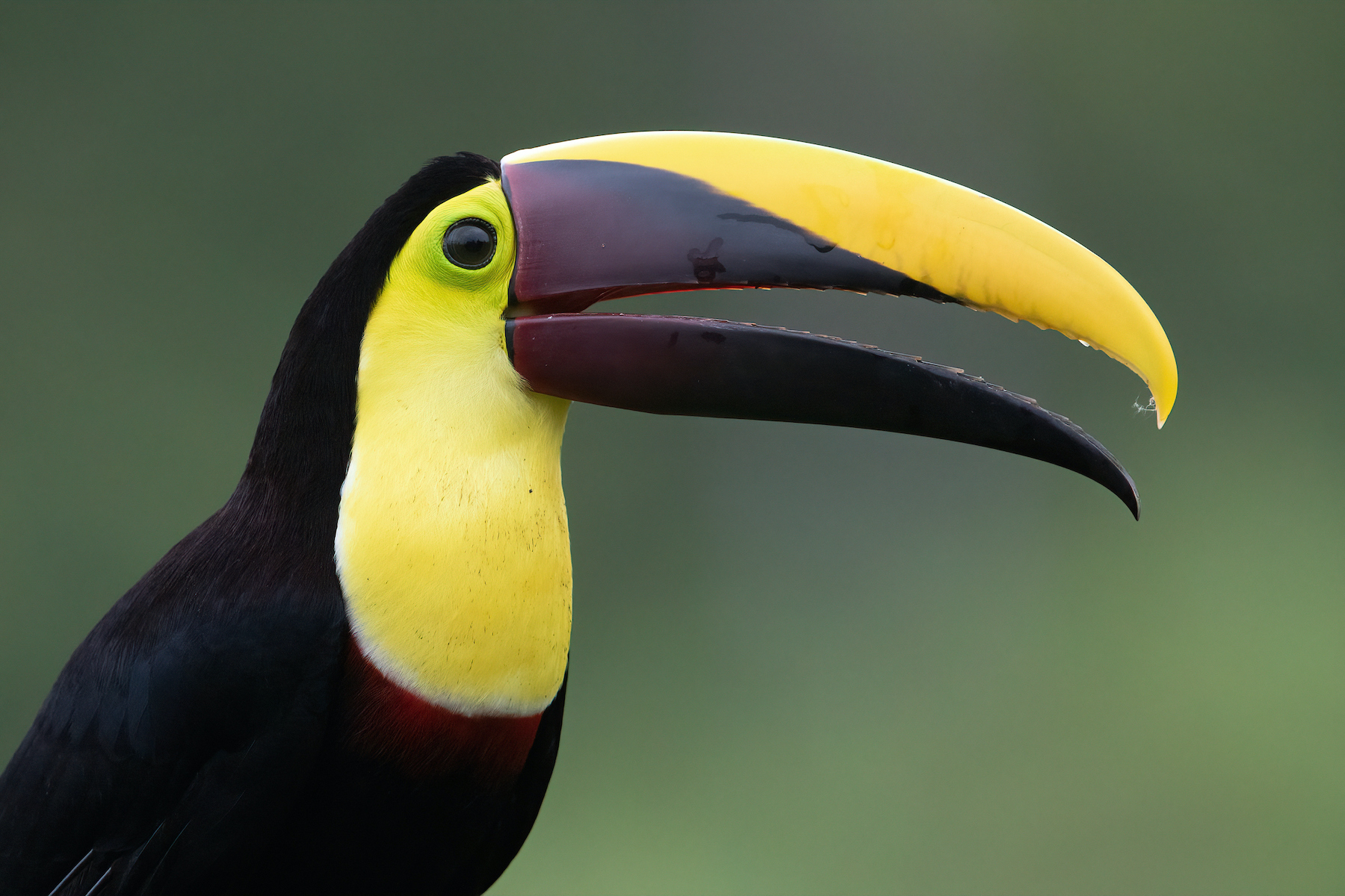 Smile! Close up of a Black-mandibled Toucan