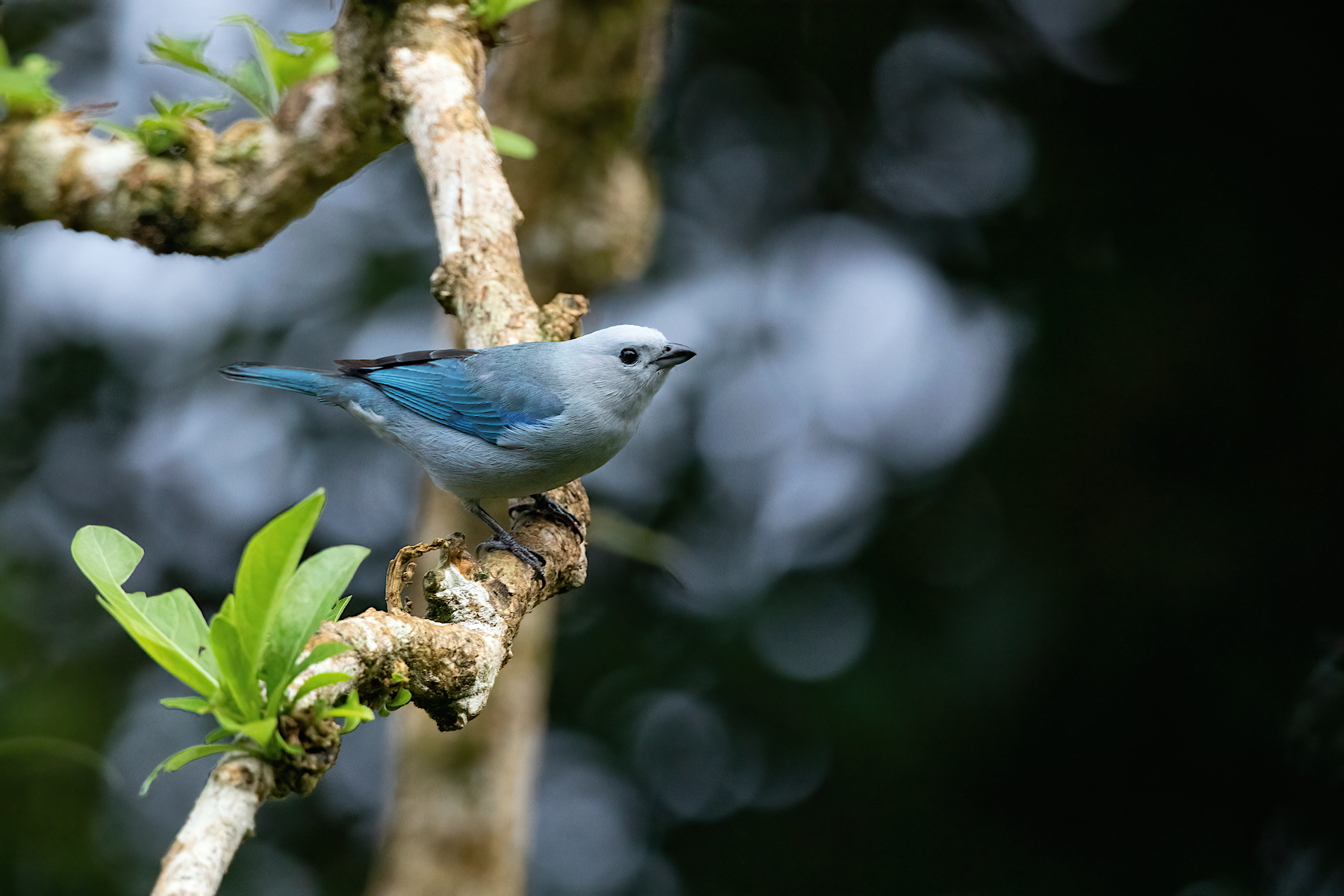 Although a common bird, the Blue Grey Tanager can look great in the right photographic moment