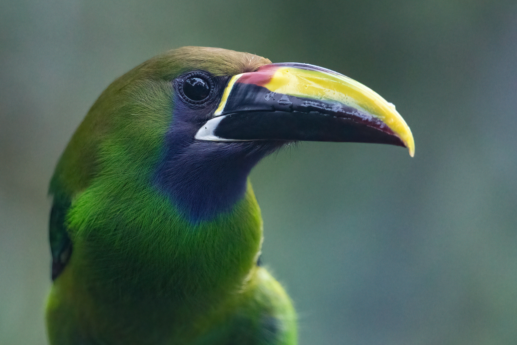 Portrait of a Blue-throated Toucanet
