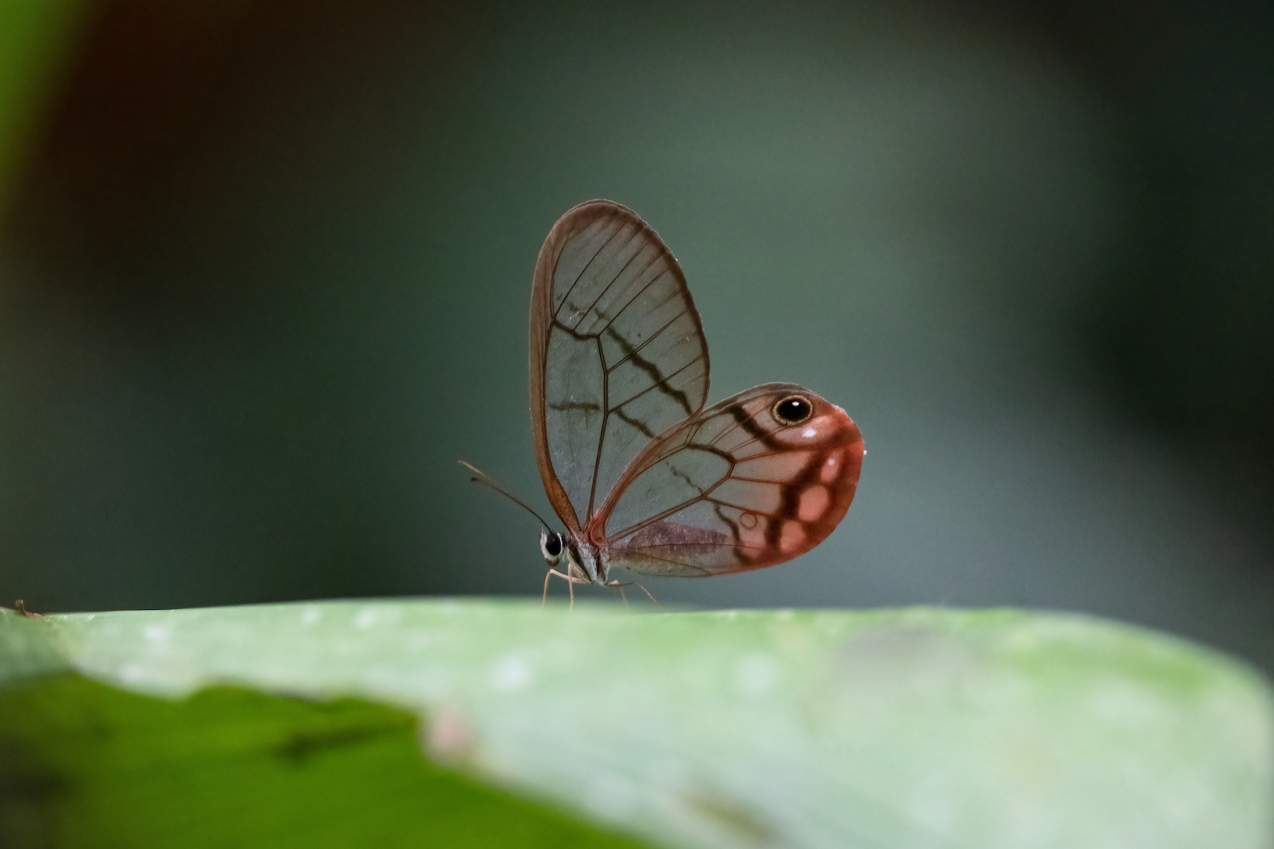Blushing Phantom Glasswing butterfly on our Costa Rica wildlife photography tour