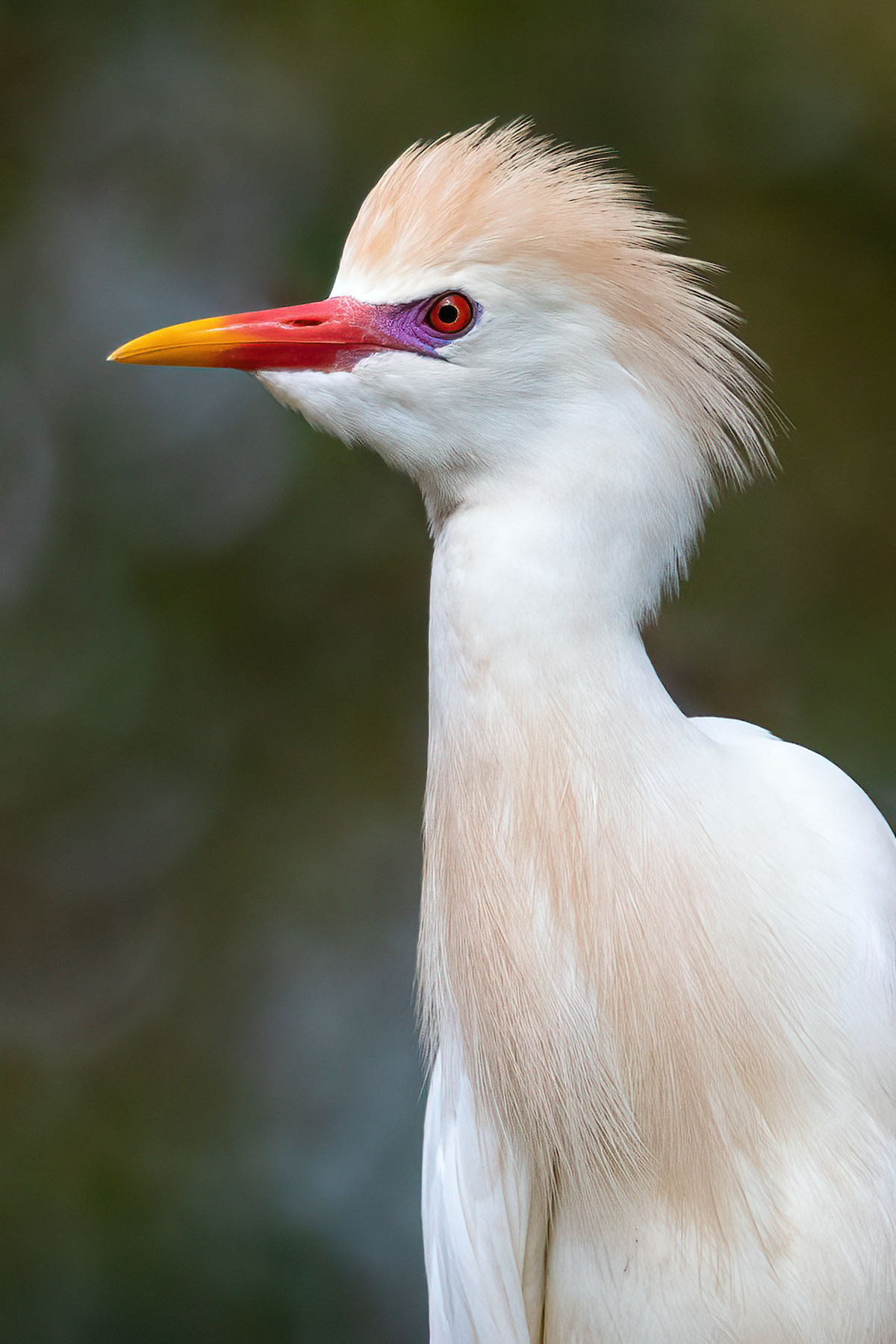 Portrait of a Cattle Egret in breeding plumage on our Costa Rica wildlife photography tour