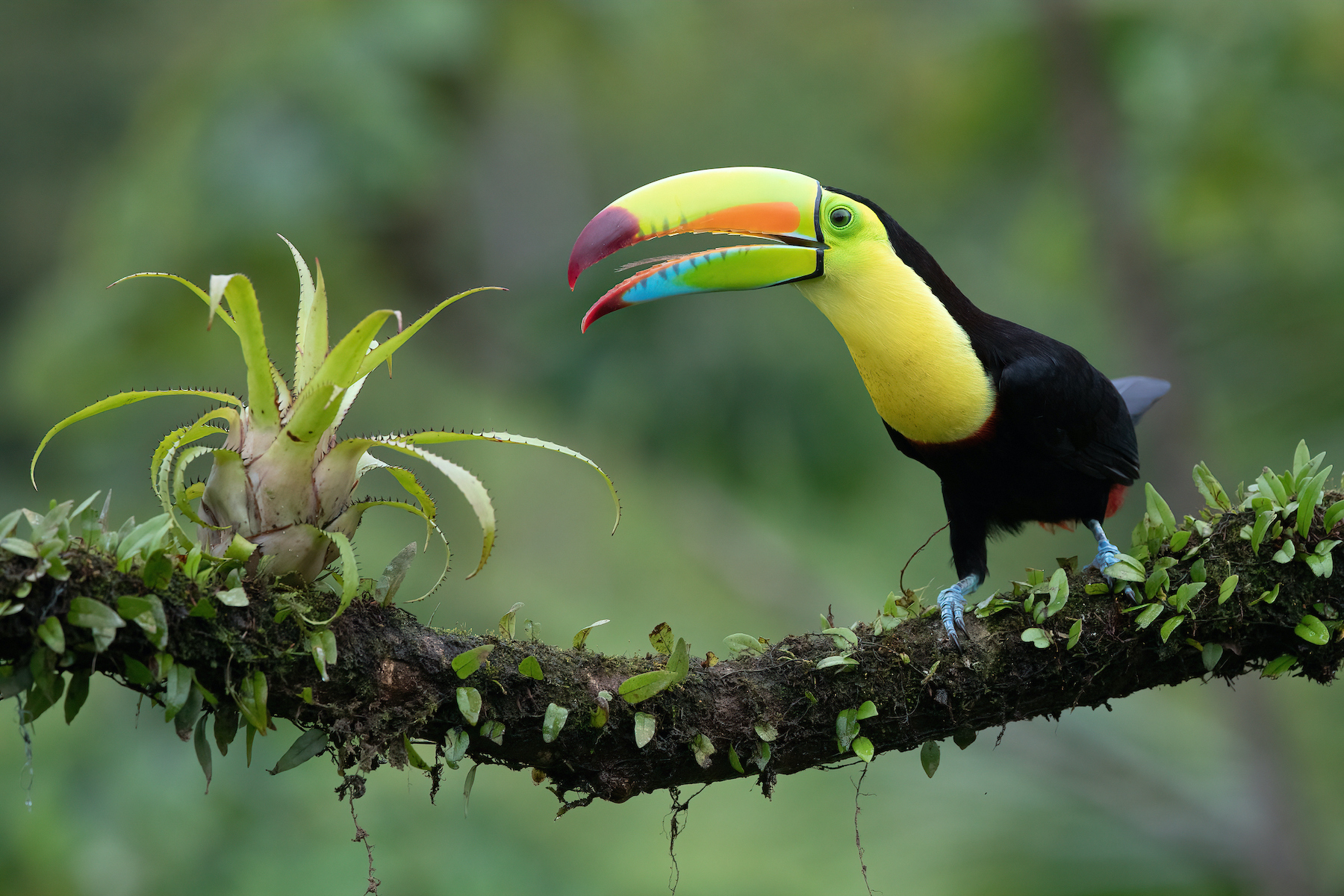 the tongue of a Keel-billed Toucan