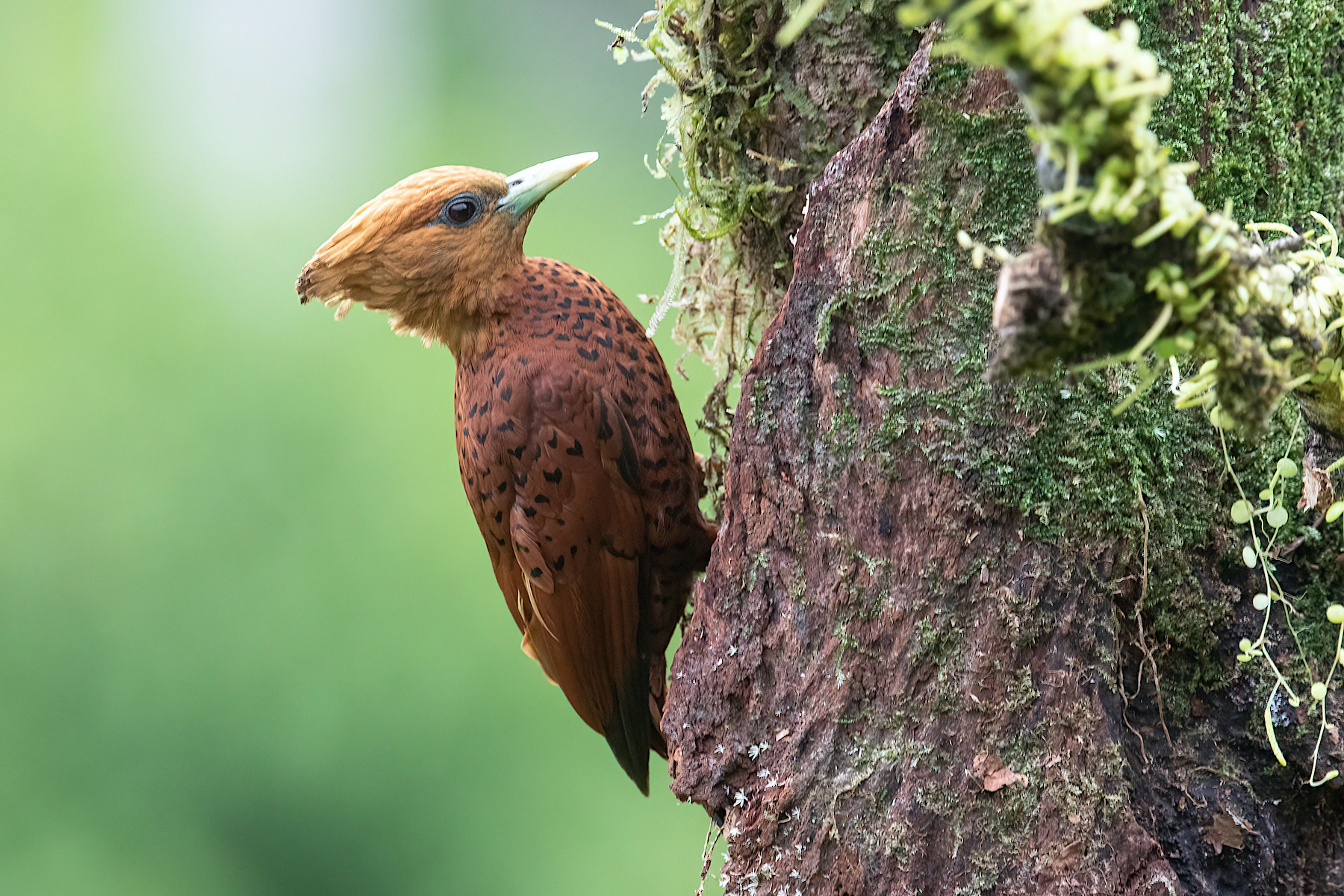 Chestnut-coloured Woodpecker on our Costa Rica wildlife photography tour
