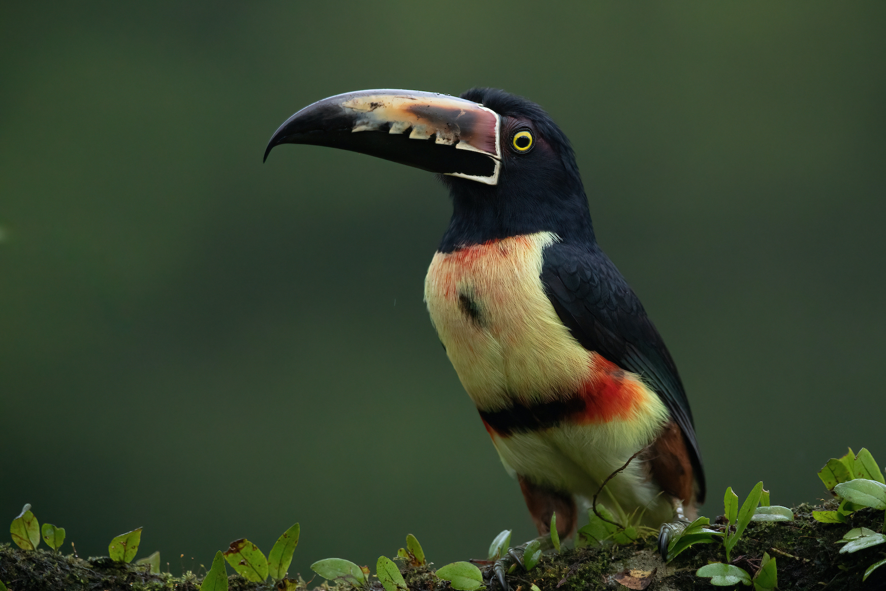 Collared Aracaris are truly the clowns of Costa Rica's rainforests.