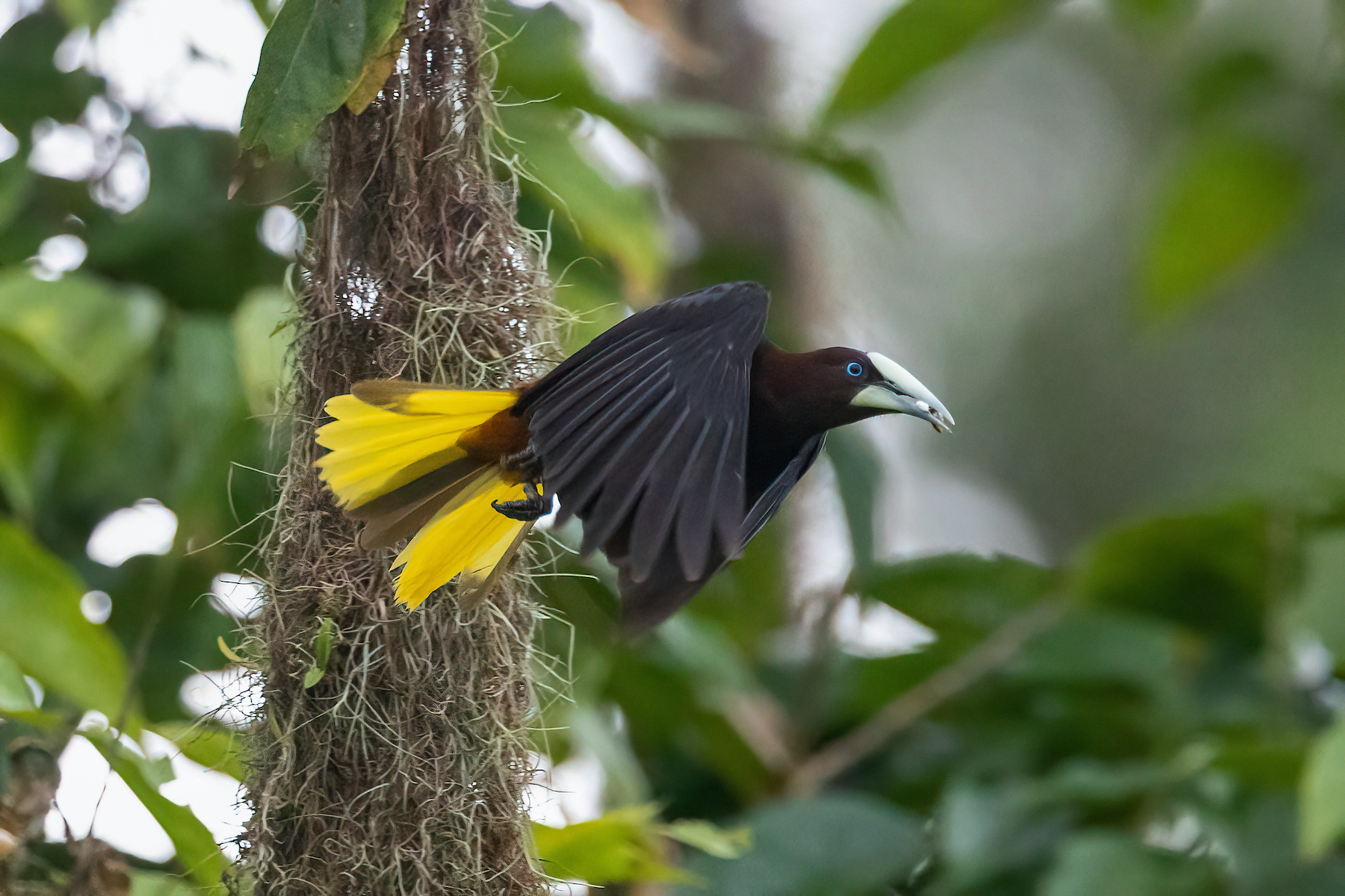 A Chestnut-headed Oropendola flying with food for its chick on our Costa Rica wildlife photography tour