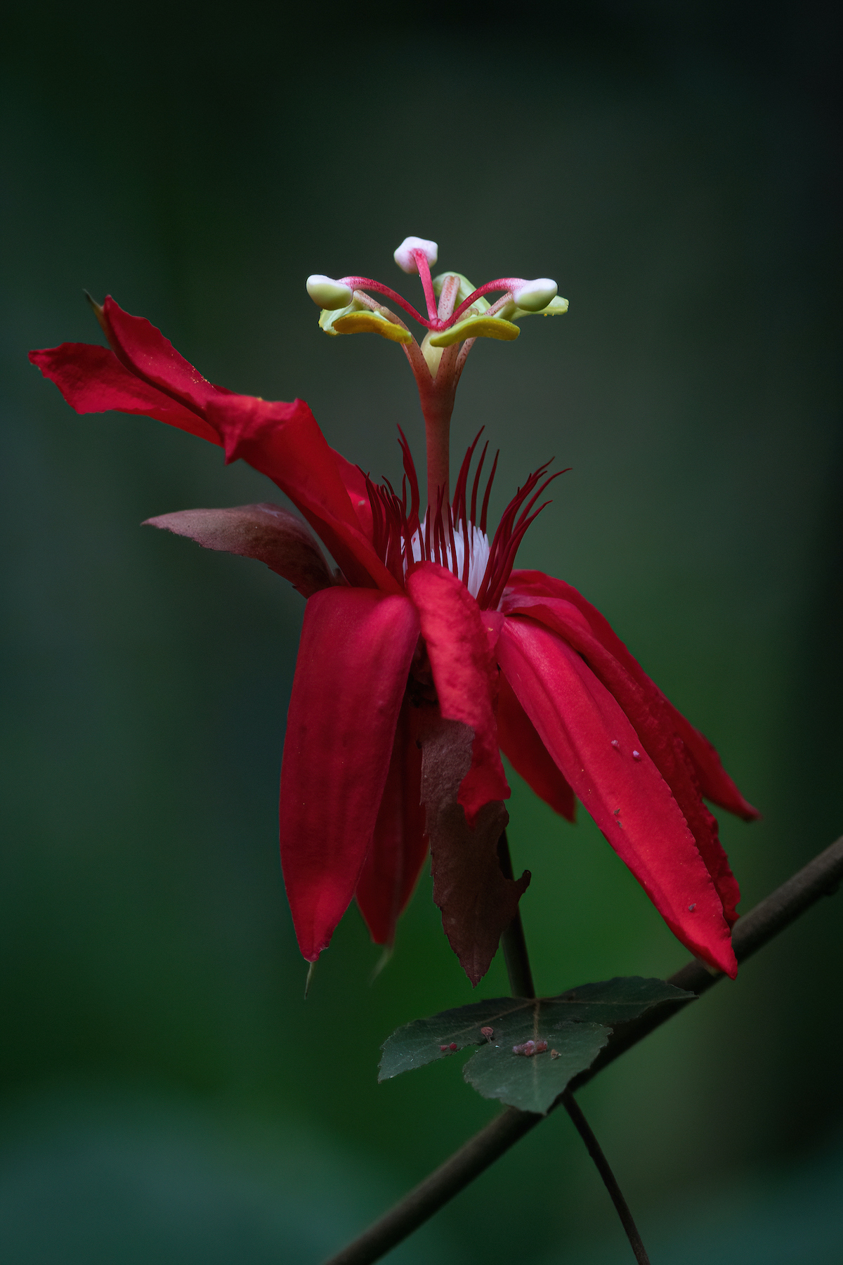A wild Crimson Passionflower on a forest walk