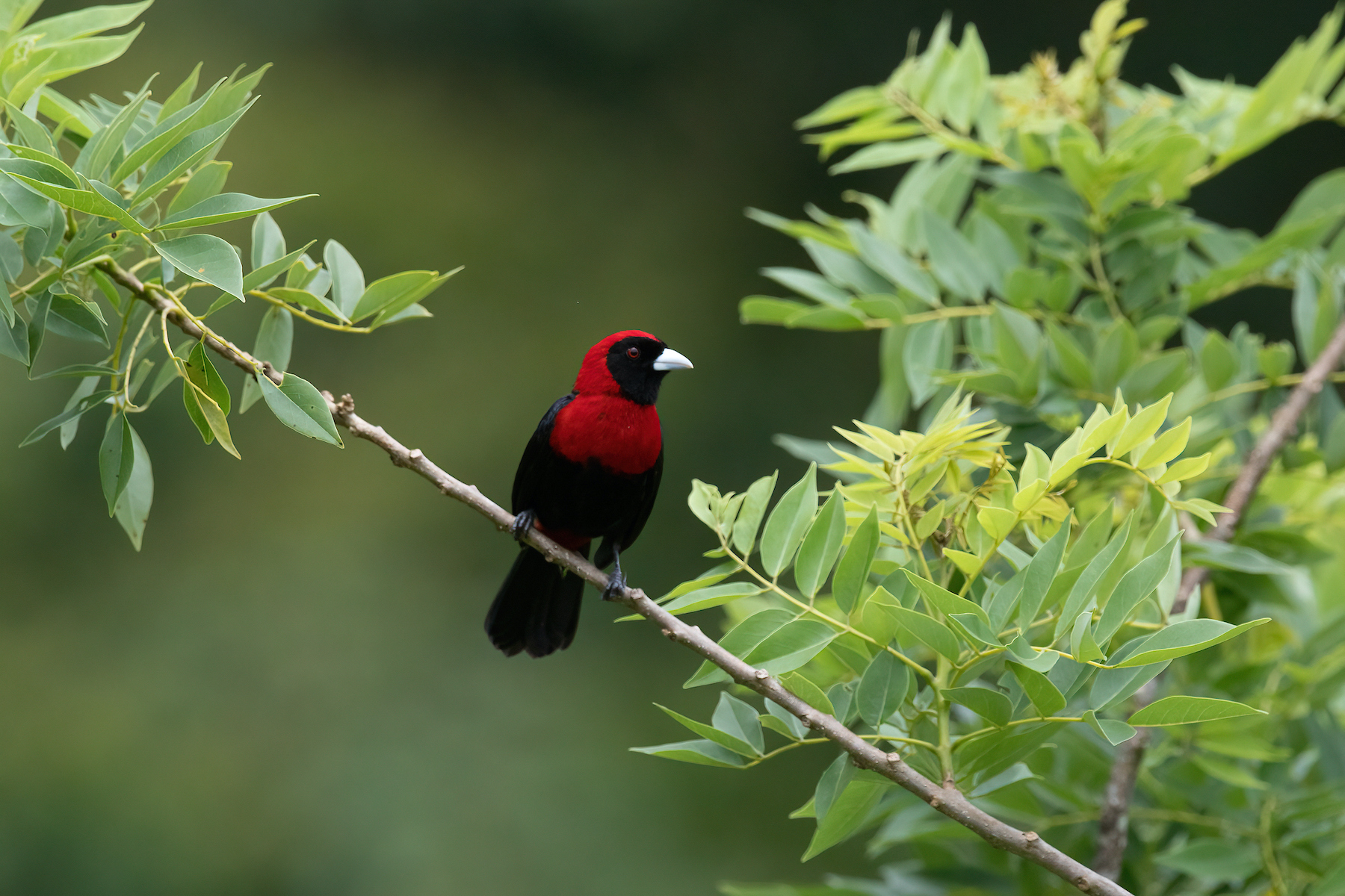 Crimson-collared Tanager on our Costa Rica wildlife photography tour