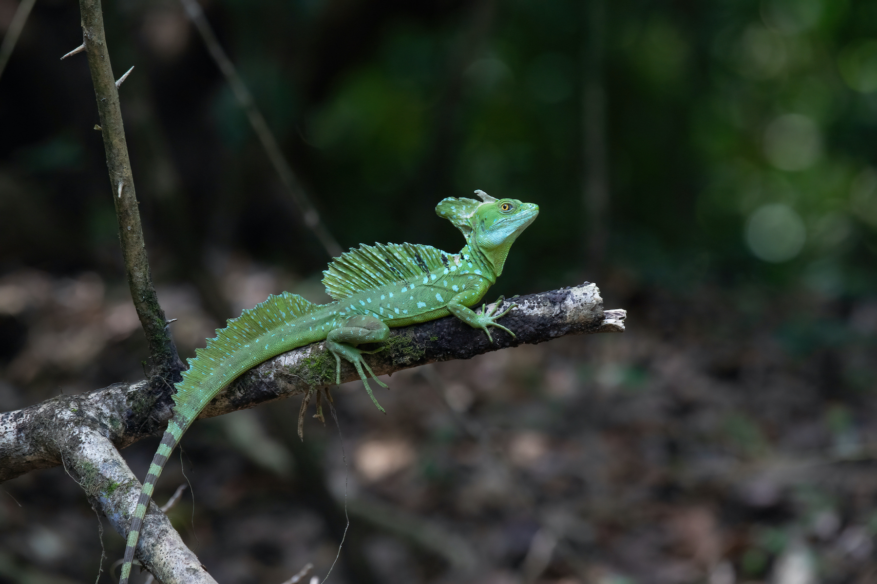 Wild Images Photography Tours | Wildlife photography tours in Costa Rica