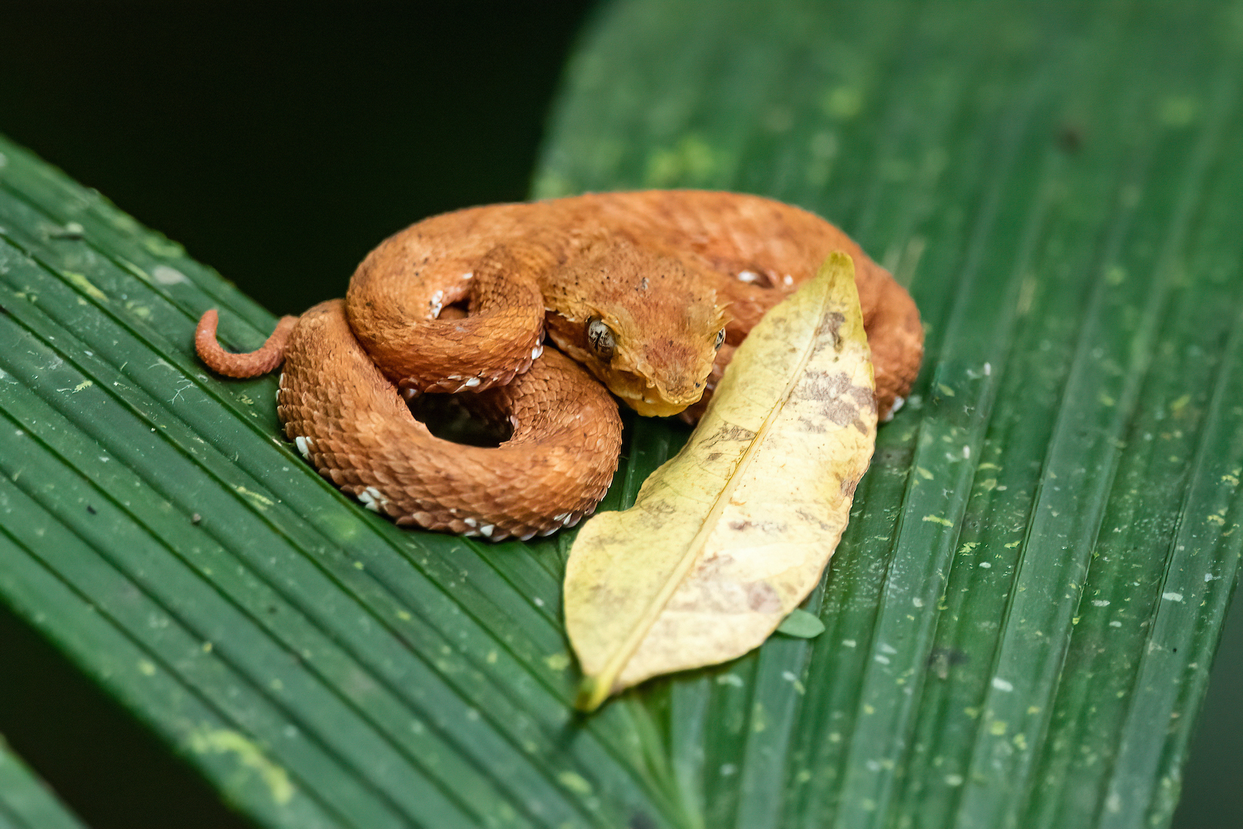 A wild Eyelash Viper curled up on a palm frond in the rainforest on our Costa Rica wildlife photography tour