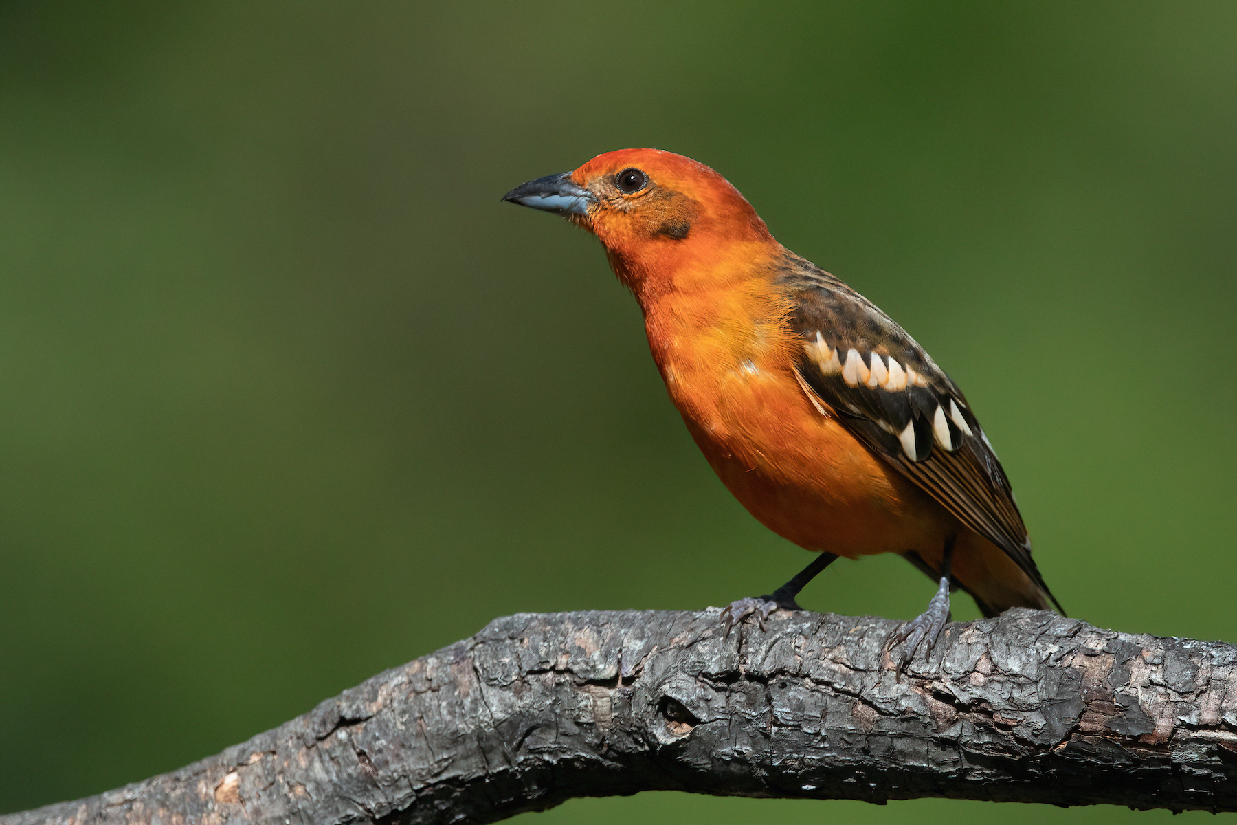 Another stunning bired, the Flame-coloured Tanager
