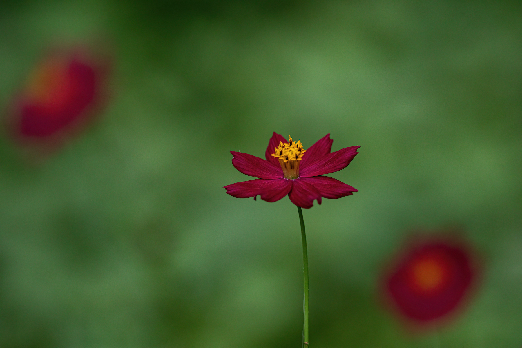 Flower bokeh in Costa Rica on our wildlife photography tour