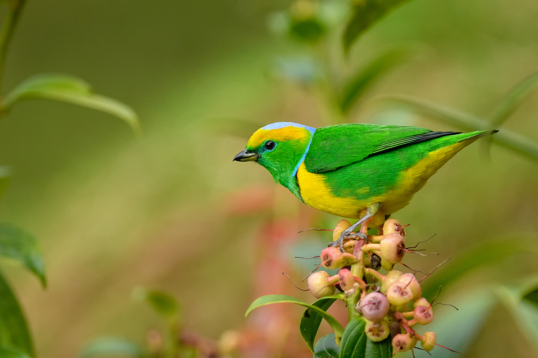 Wild Images Photography Tours | Wildlife photography tours in Costa Rica