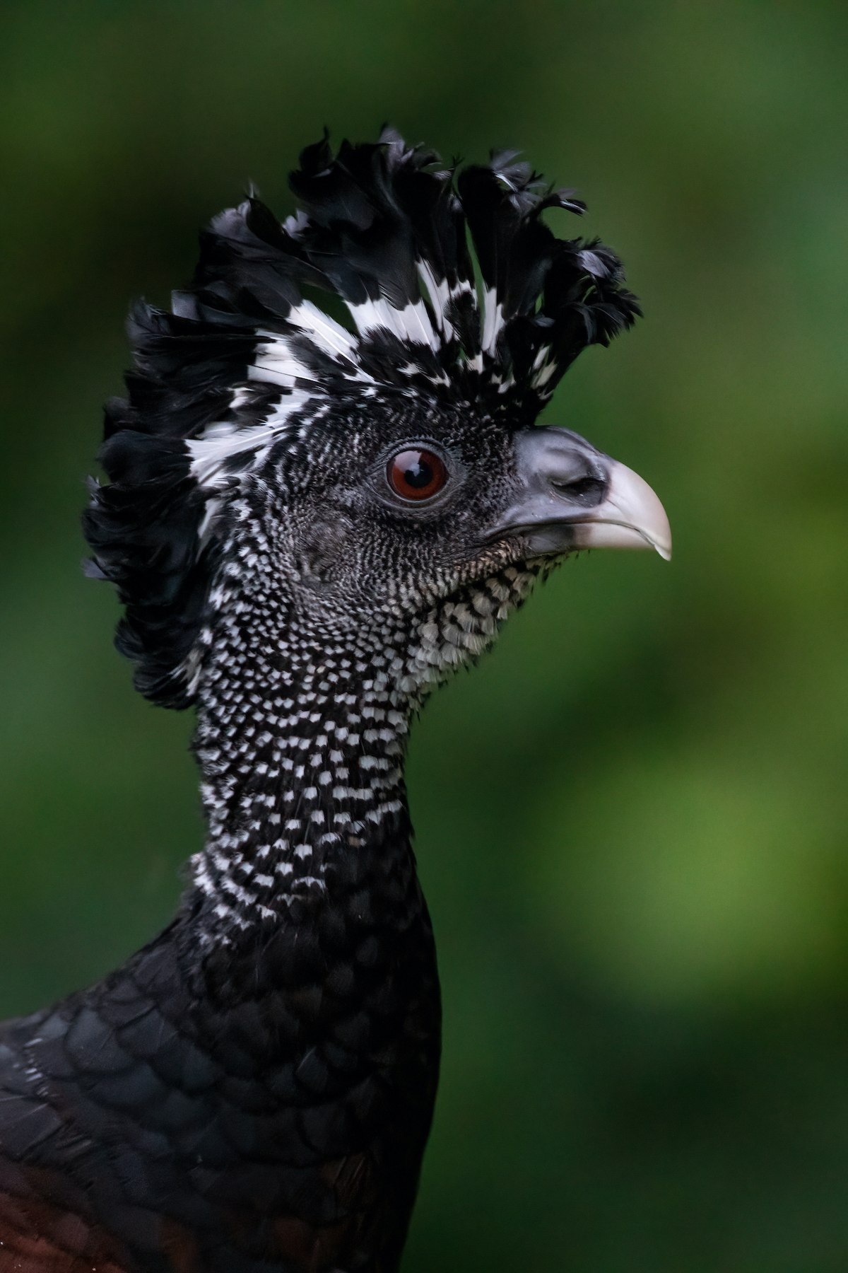 Great Curassows can be remarkably tame in Costa Rica