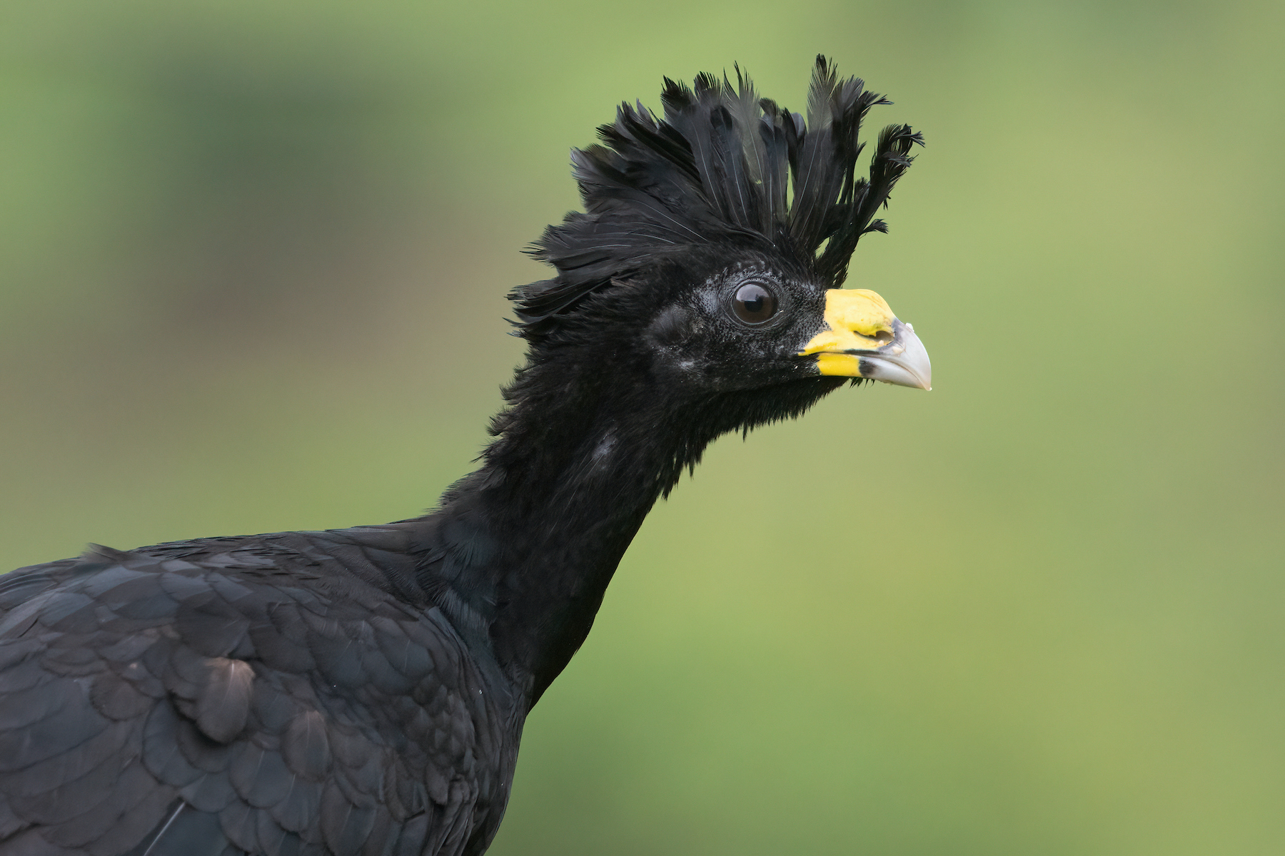 Portrait of a Great Curassow on our Costa Rica wildlife photography tour