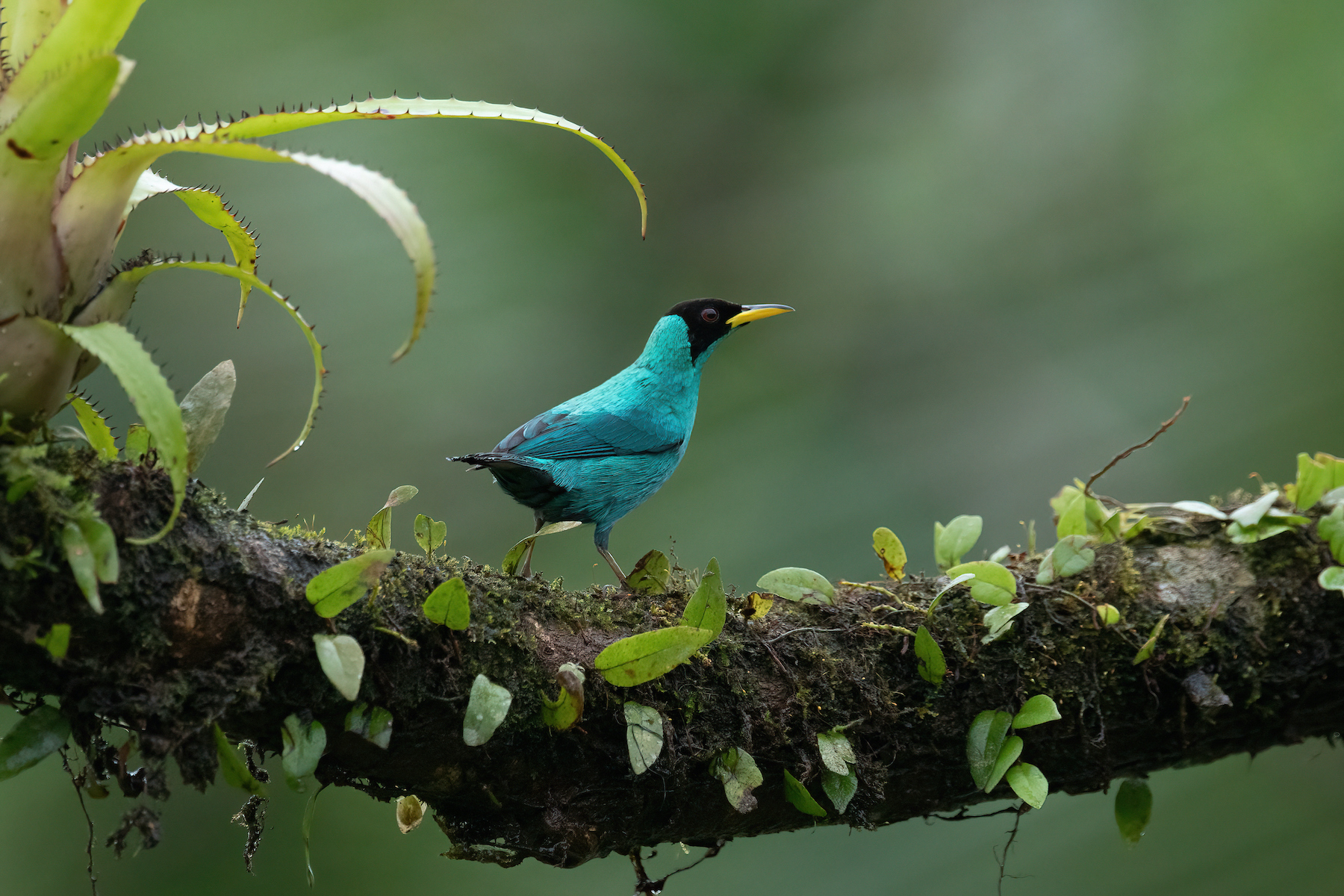 A male Green Honeycreeper is another avian jewel of Costa Rica's forests