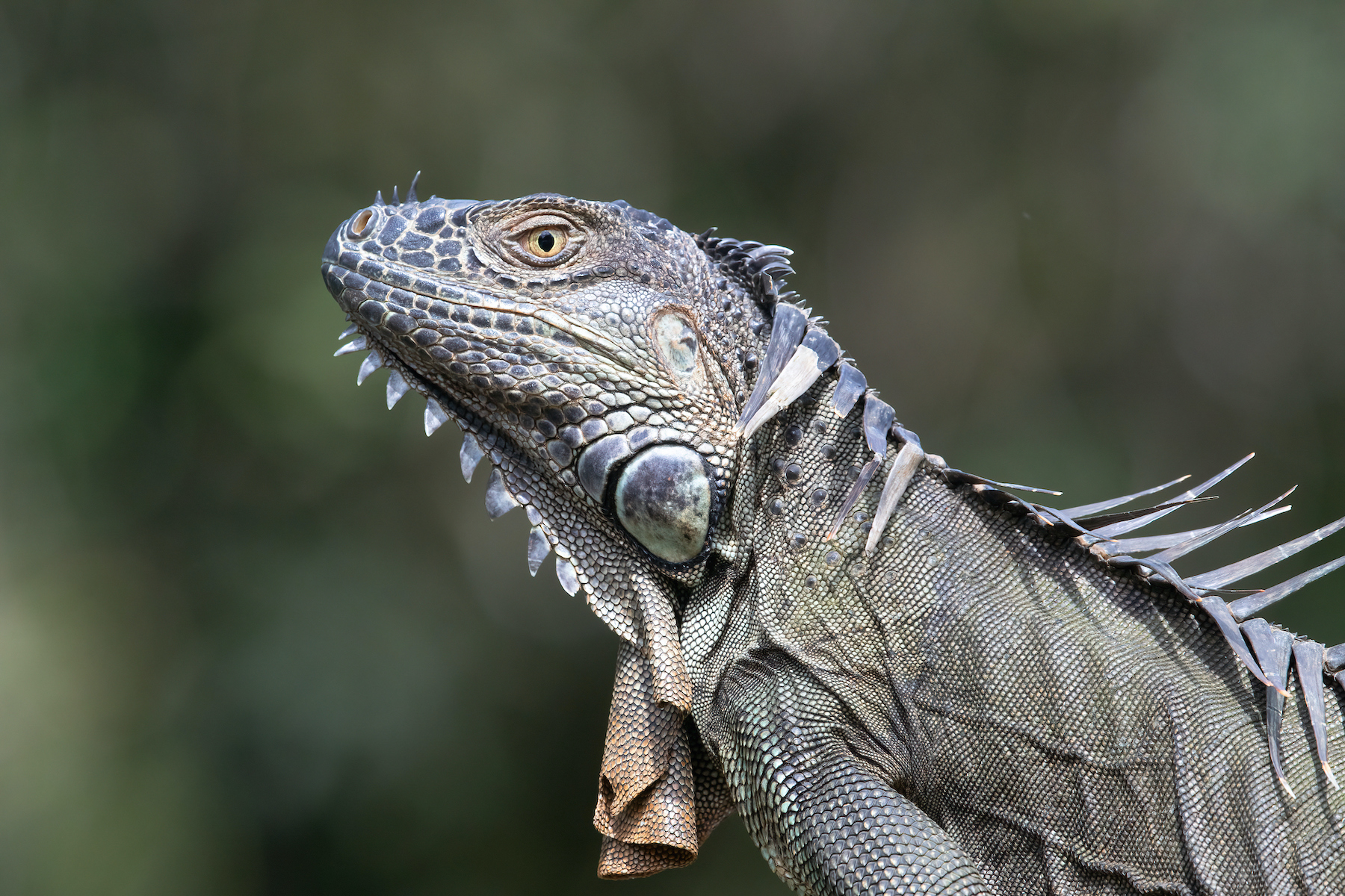 Green Iguanas are not always green. In fact they can go through several colour phases in their lives - all of them quite becoming