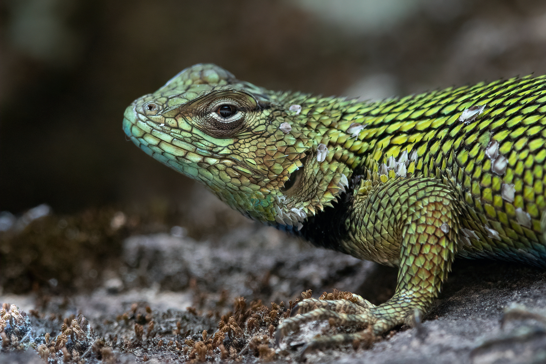 Green Spiny Lizard is another of Costa Rica's forest dragons on our wildlife photography tour