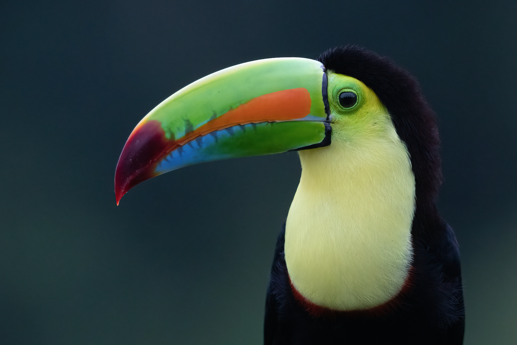 Look at that bill! Portrait of a Keel-billed Toucan