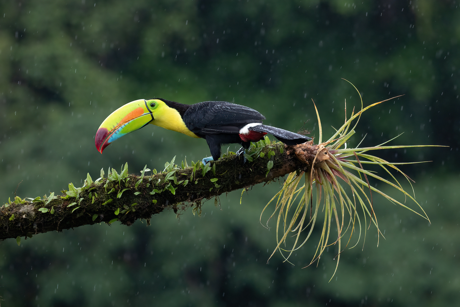 A Keel-billed Toucan sits out a sudden rain shower in the forest on our Costa Rica wildlife photography tour