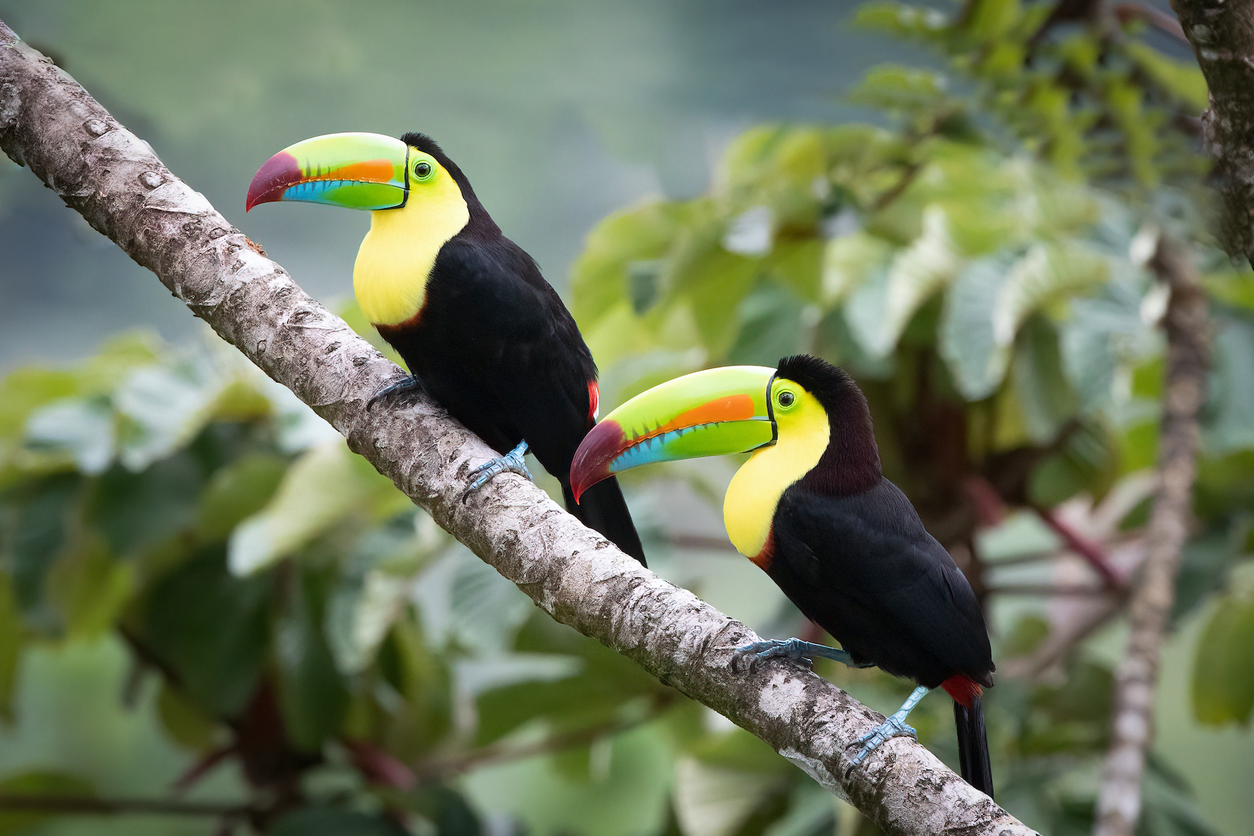 Keel-billed Toucans are the ultimate combination of supreme beauty and intelligence