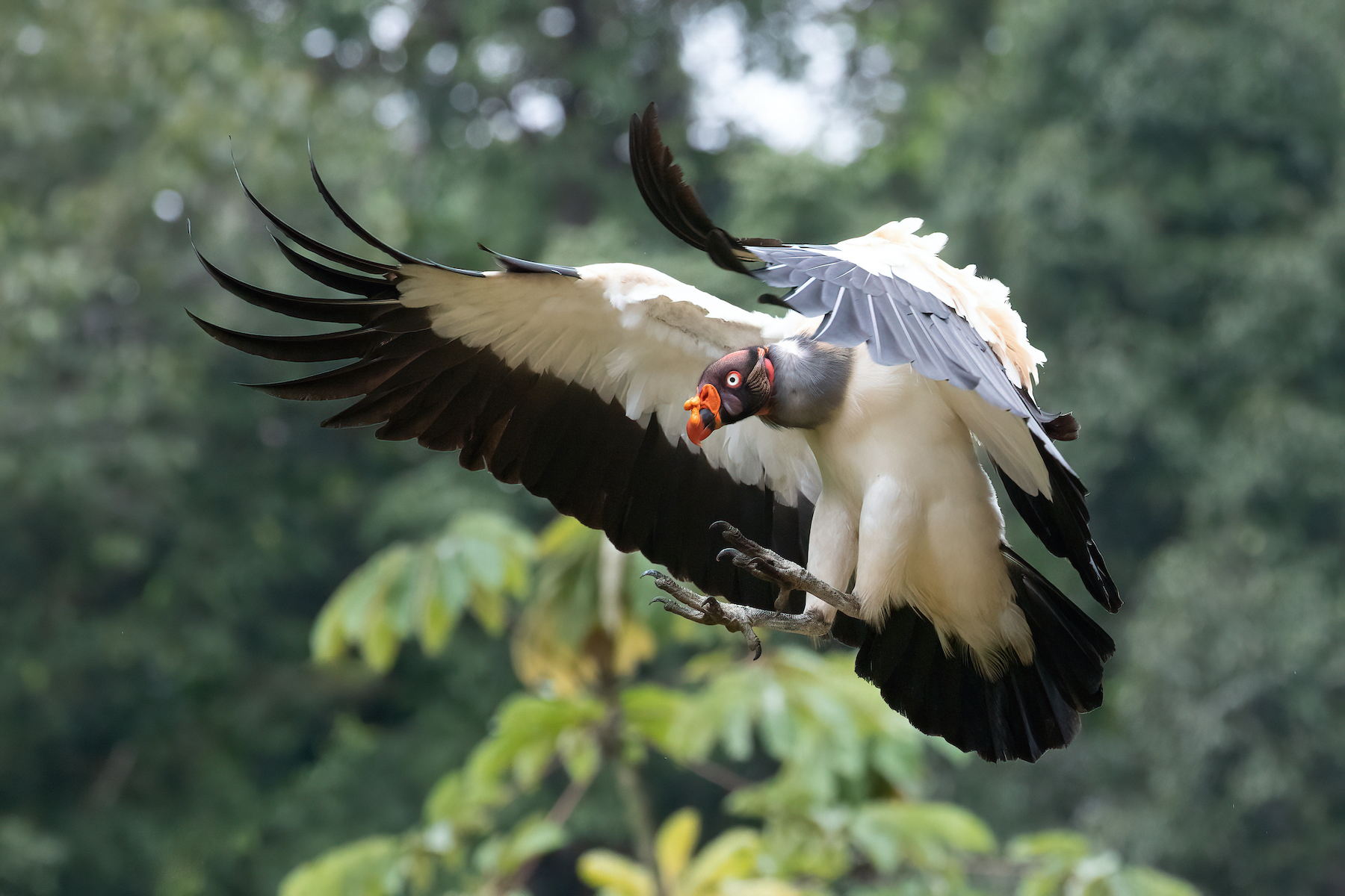 Learn to master birds in flight in low light by spending a morning with the King Vultures of Costa Rica
