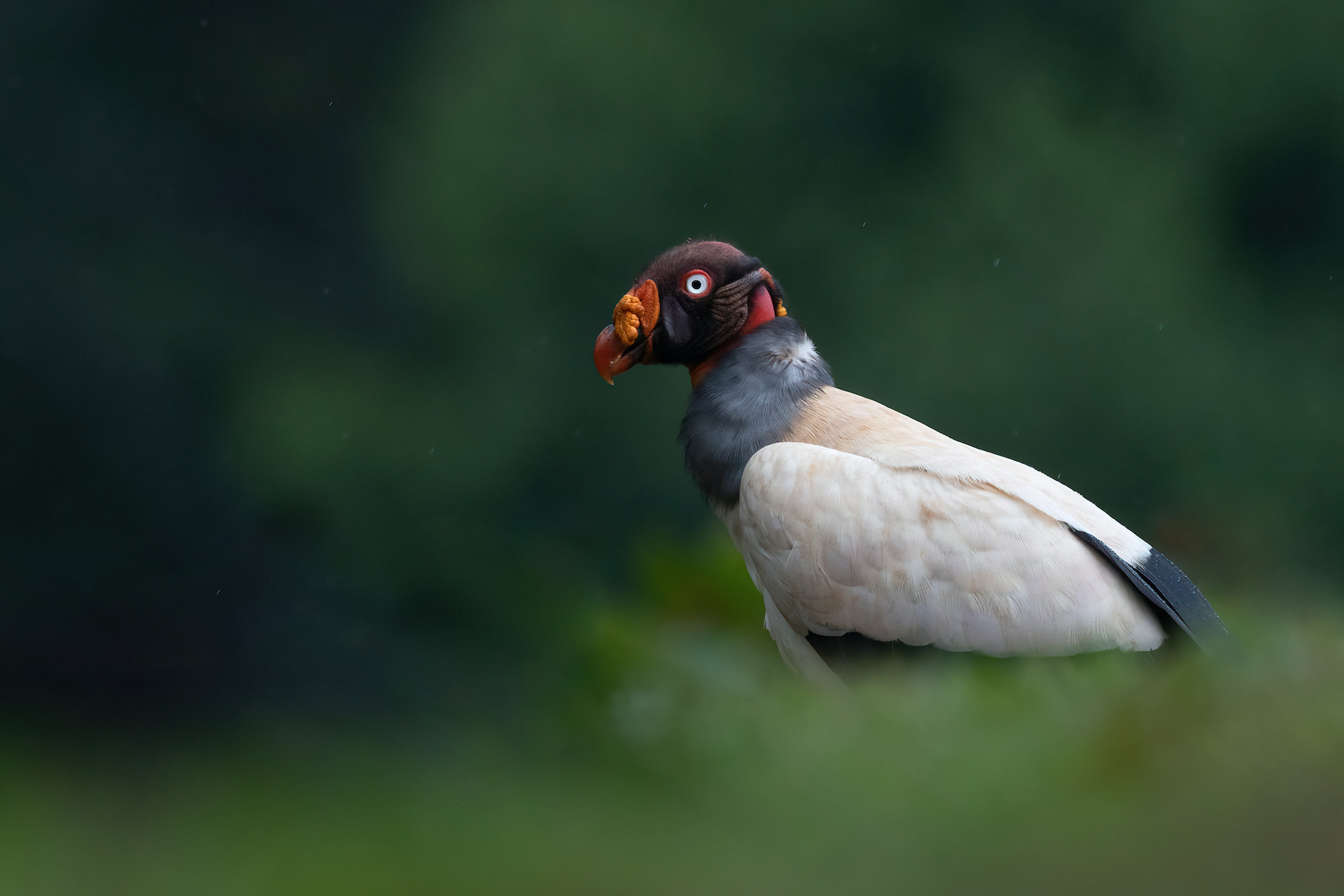 Portrait of a King Vulture in the forest of Costa Rica on our wildlife photography tour