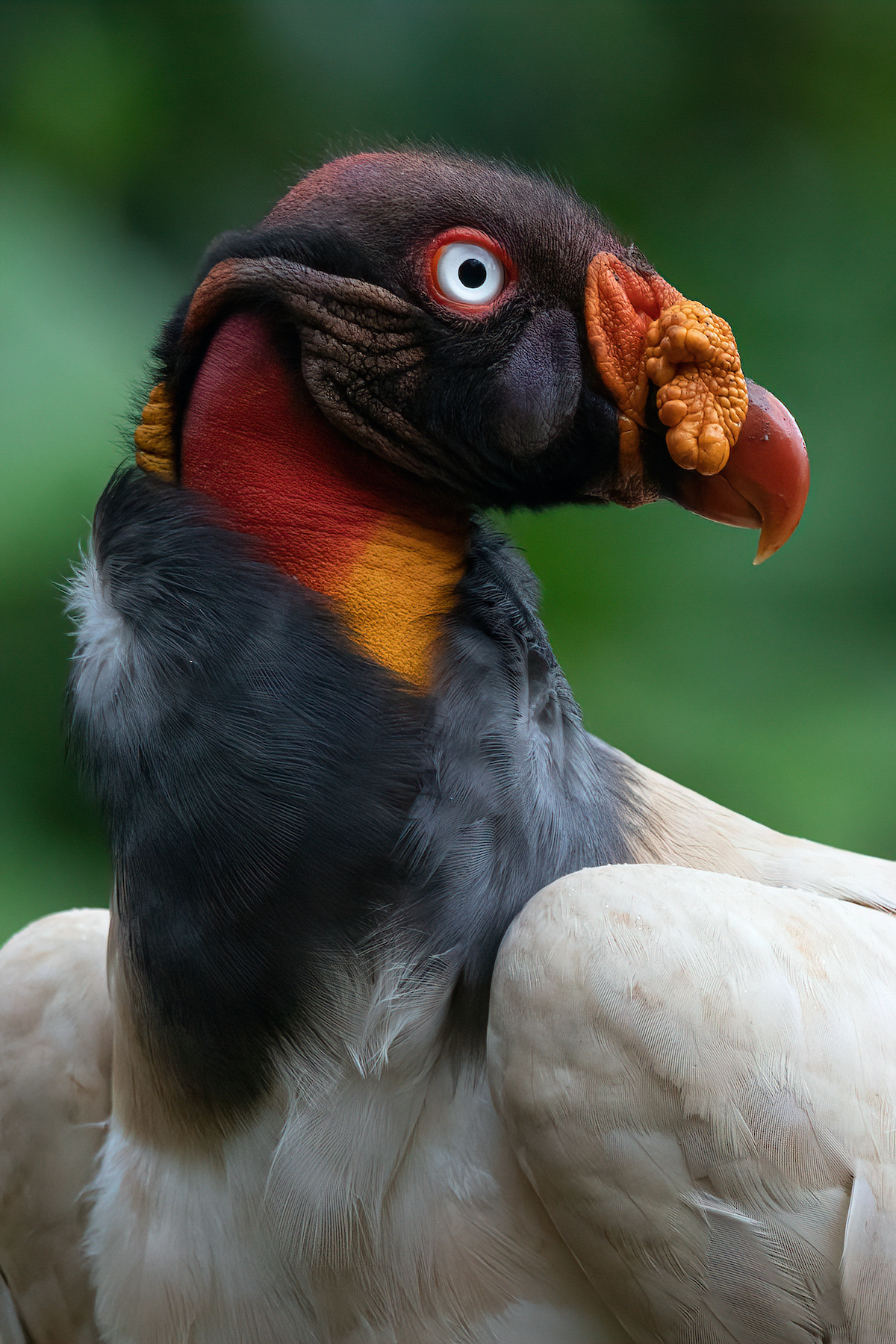Learn to take portraits of King Vultures on our Costa Rica wildlife photography tour