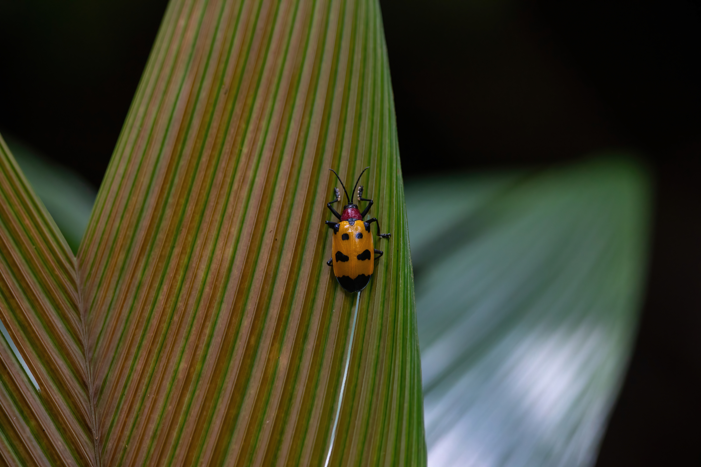 Our tour searches for all of Costa Rica's rainforest life including pretty Leaf Beetles