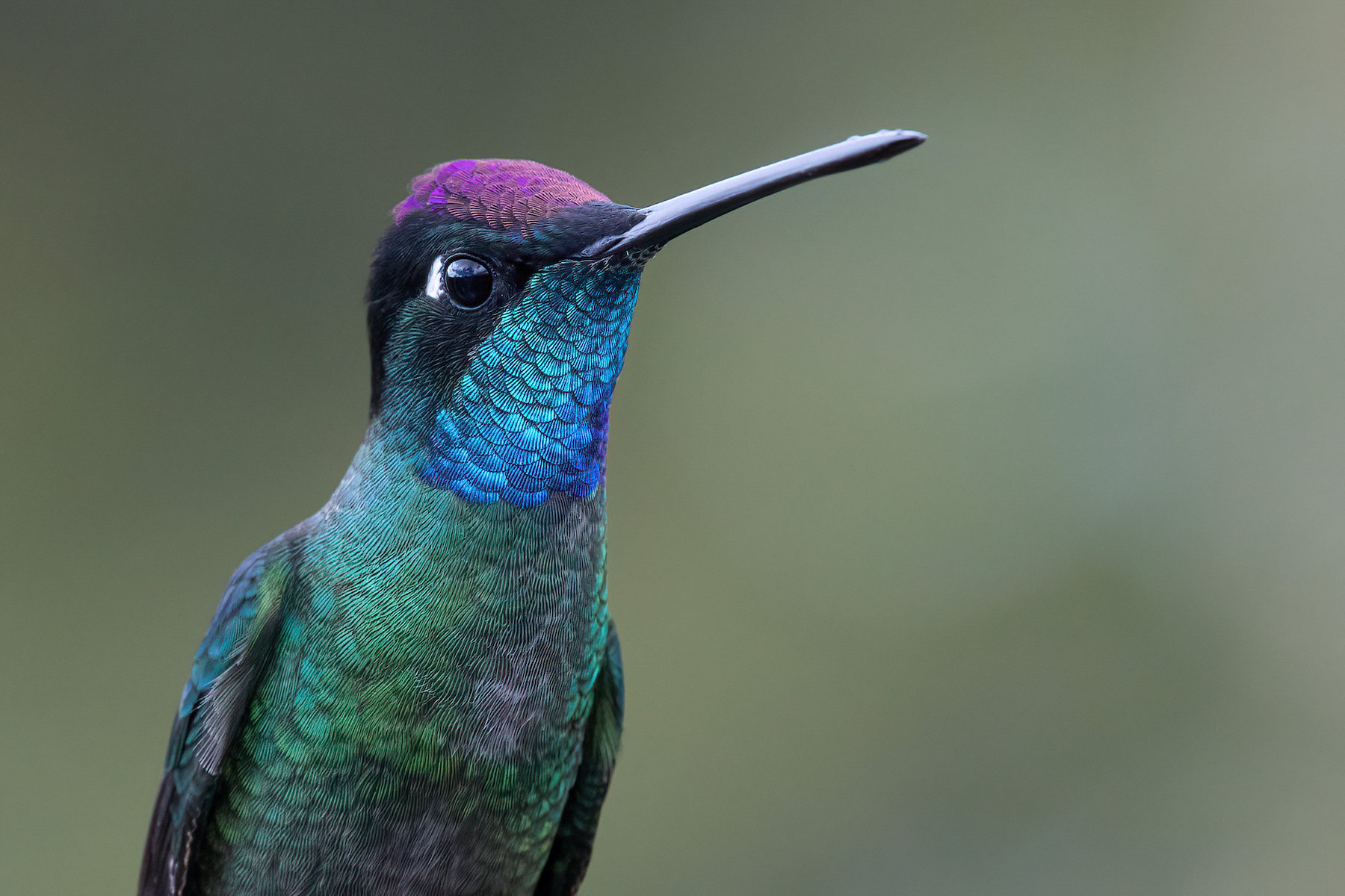 Portait of a Magnificent Hummingbird on our Costa Rica wildlife photography tour