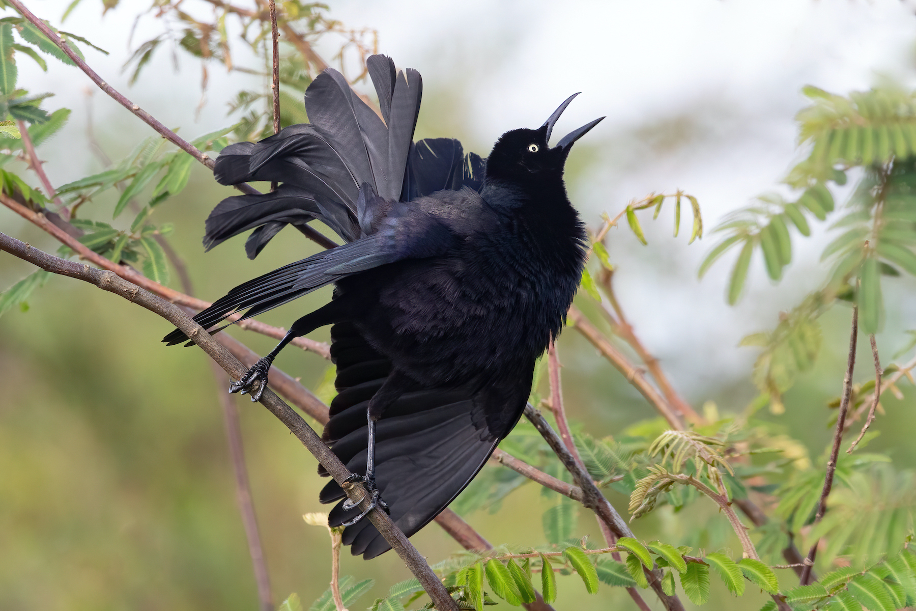 A Nicaraguan Grackle in full display mode at Cano Negro