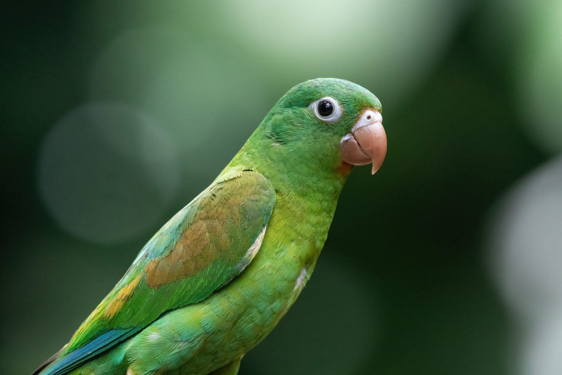 Portrait of a sweet Orange-chinned Parakeet