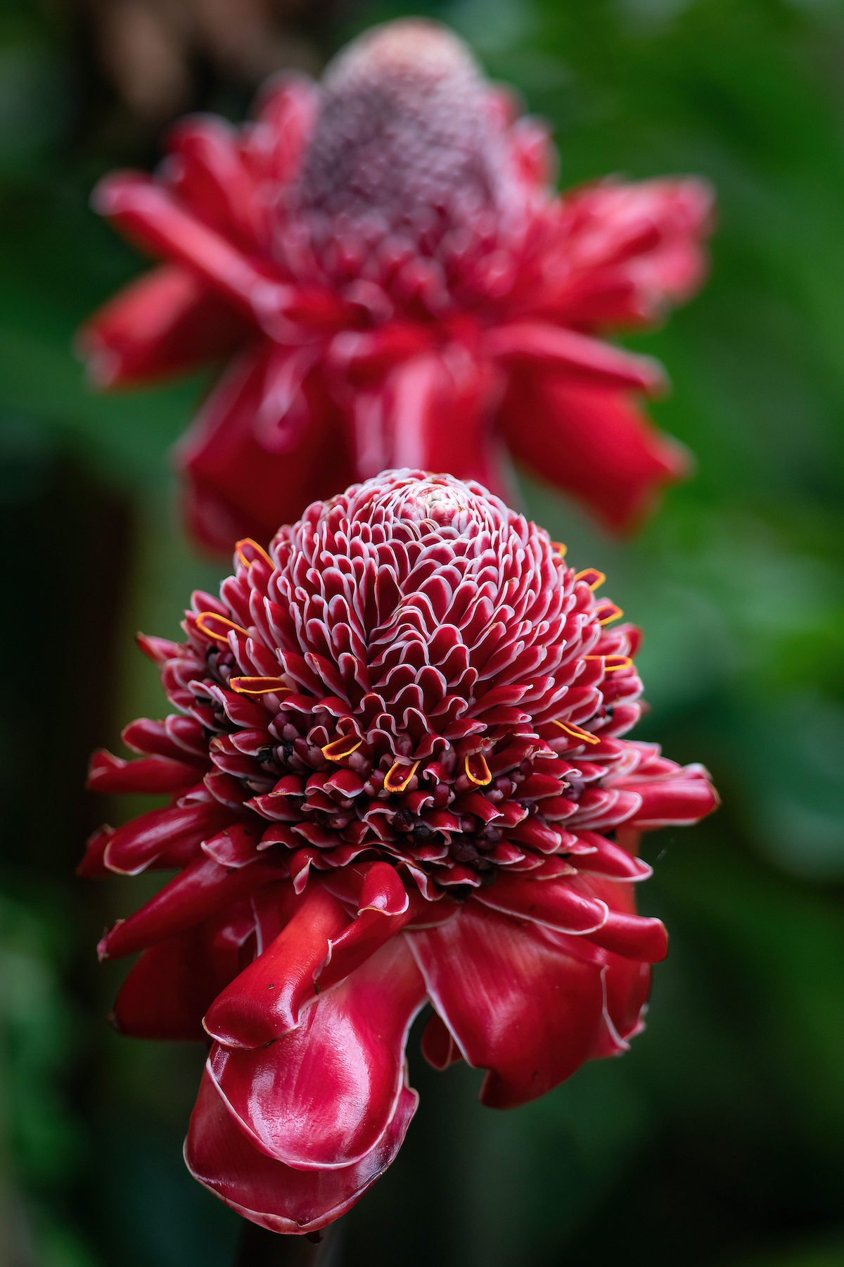 Pink Torch Ginger Flowers in Costa Rica