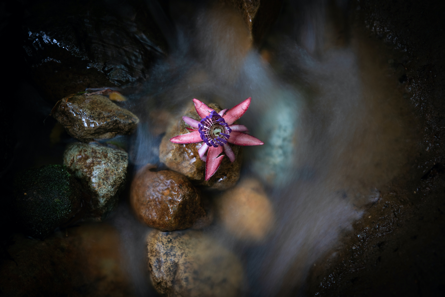 A Purple Tiger Passionflower surrounded by the flowing waters of a forest stream