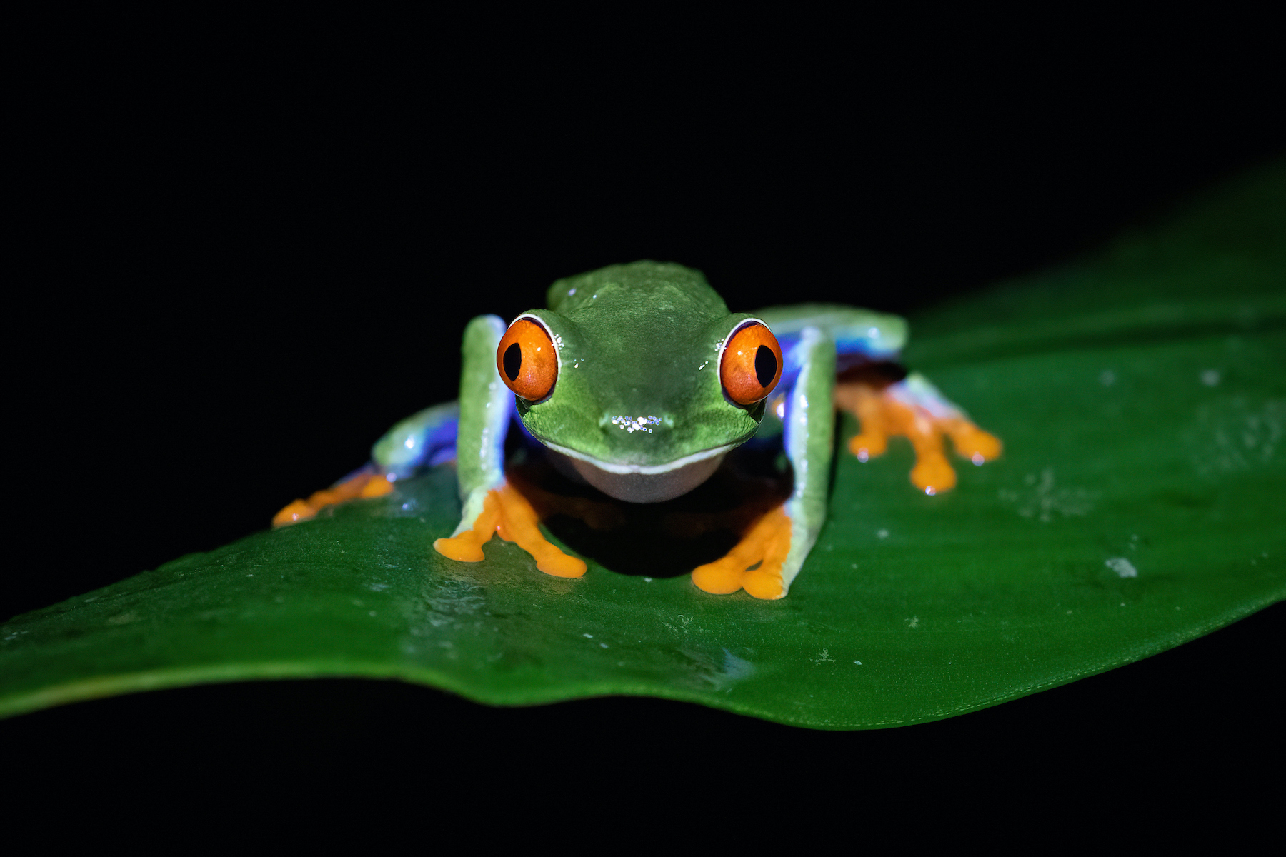 Gorgeous Red-Eyed Frogs live in the wilds of Arenal in Costa Rica
