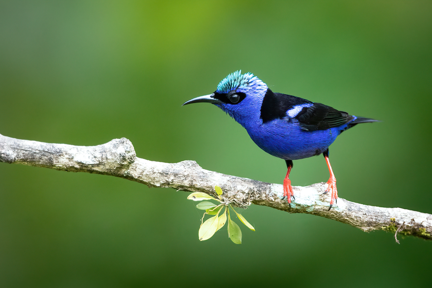 Costa Rica is a bird photographers paradise and Red-legged Honeycreepers are a definite highlight