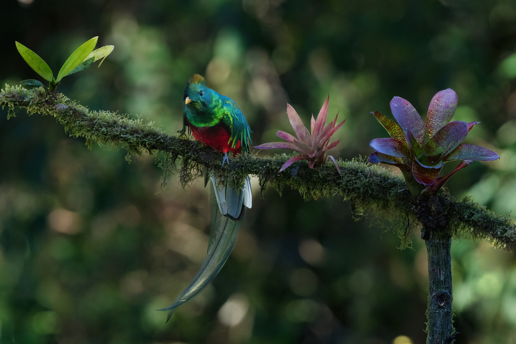 Wild Images Photography Tours | Wildlife photography tours in Costa Rica