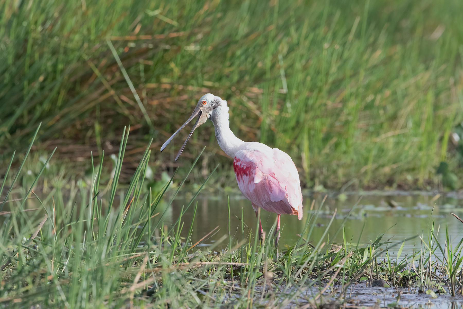 A Roseate Spoonbill takes a break from feeding in Cano Negro near the border of Nicaragua and Costa Rica