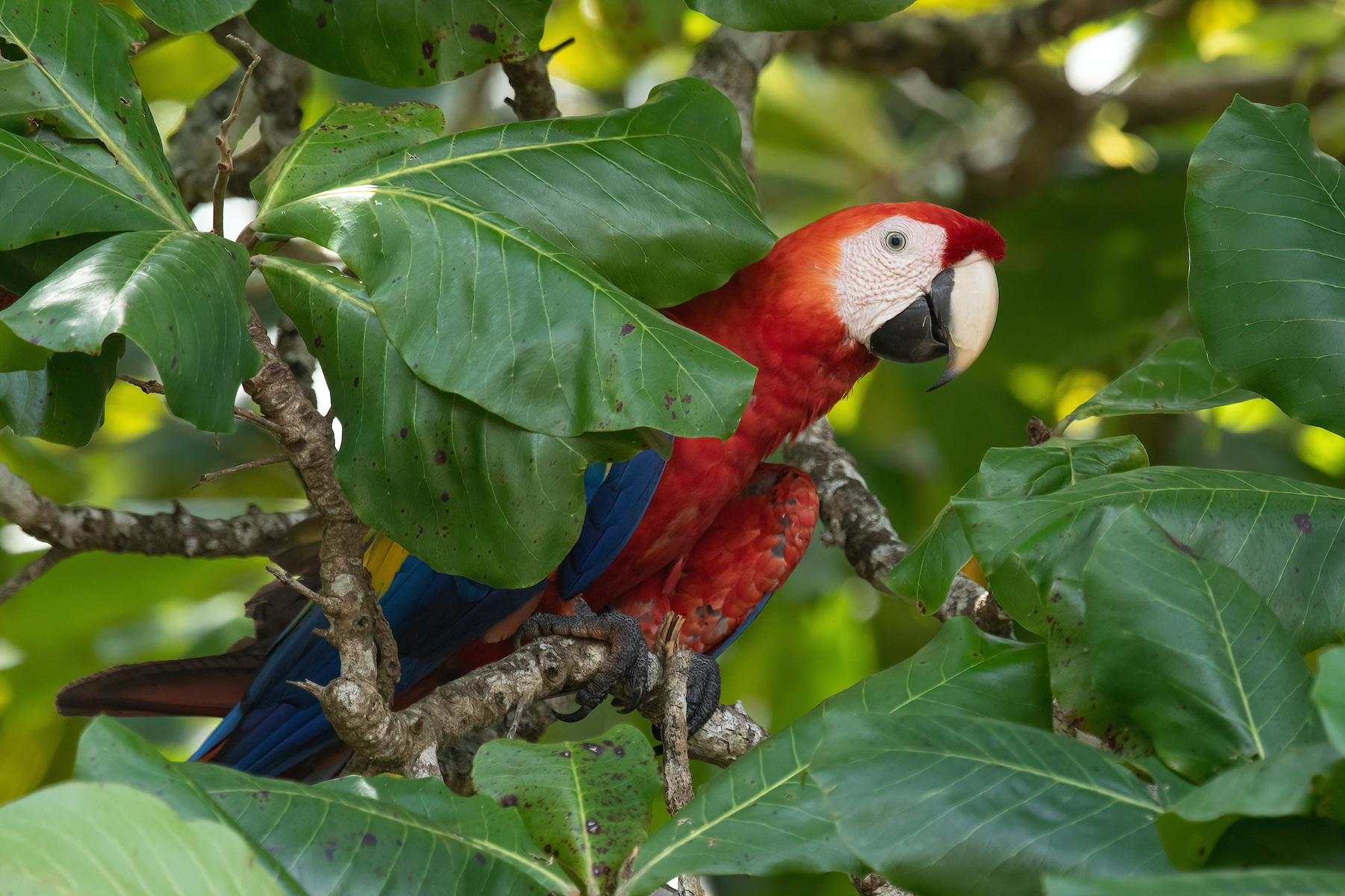 Wild Scarlet Macaw in Costa Rica on our photography tour
