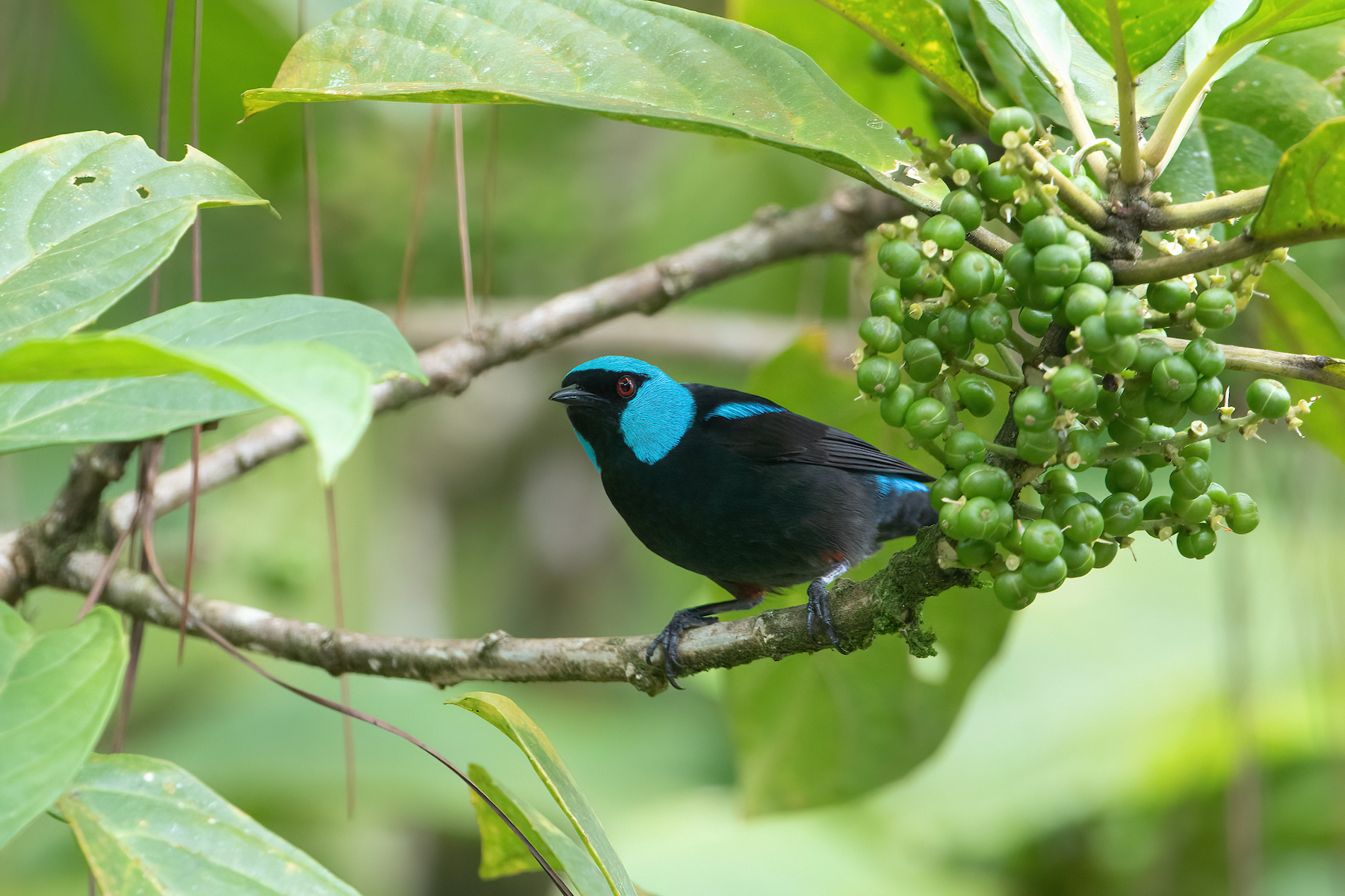 A stunning Scarlet-thighed Dacnis in the trees at Arenal
