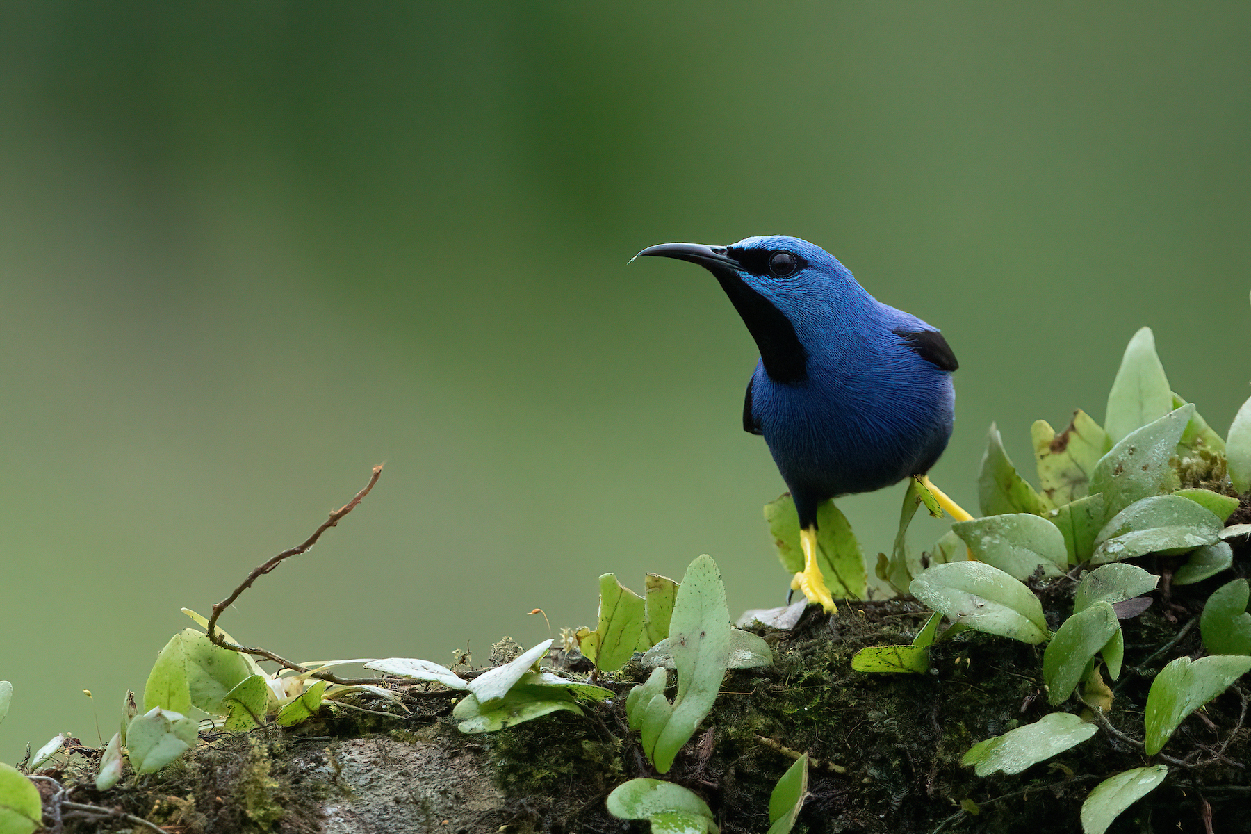 A male Shining Honeycreeper on our Costa Rica wildlife photography tour