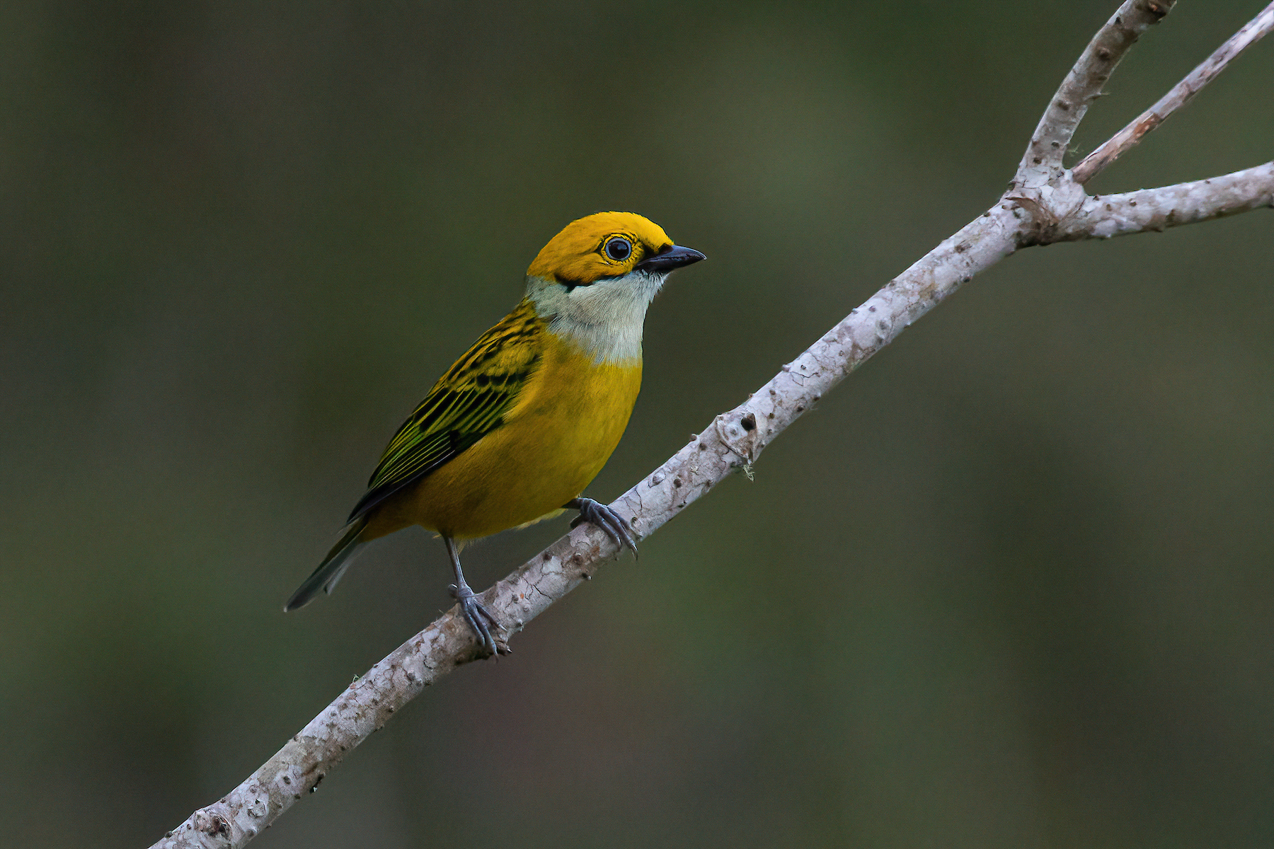 Portrait of a Silver-throated Tanager