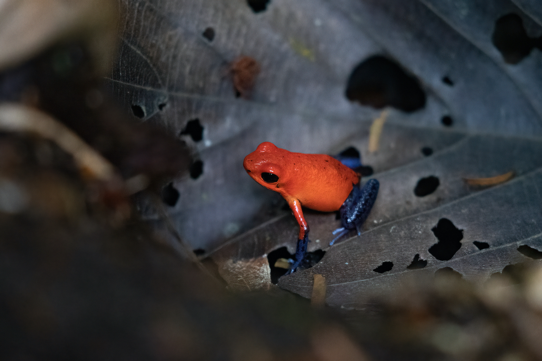 Wild Images Photography Tours | Wildlife photography tours in Costa Rica