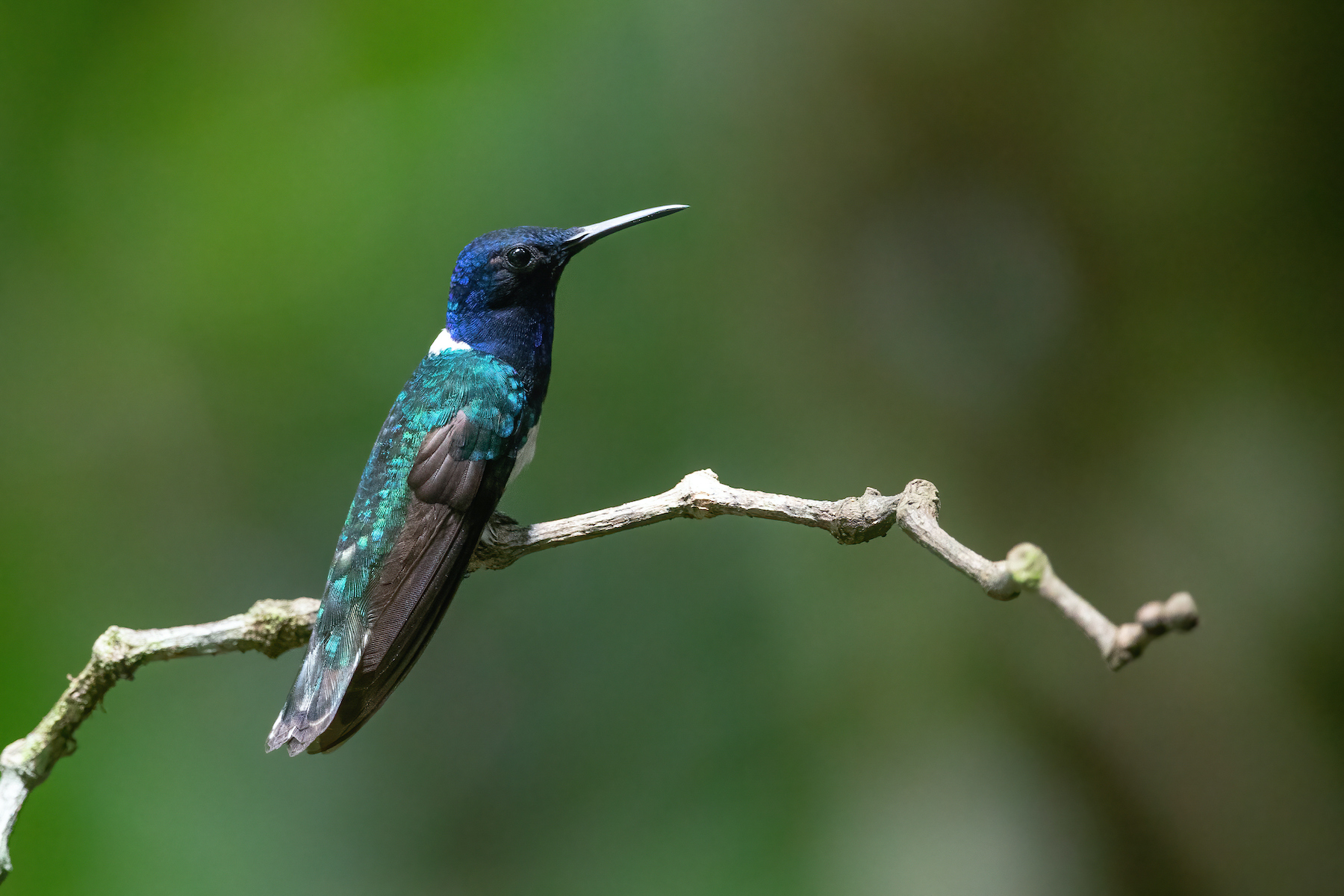 White-necked Jacobins are just one of many stunning hummingbird species we will photograph on tour