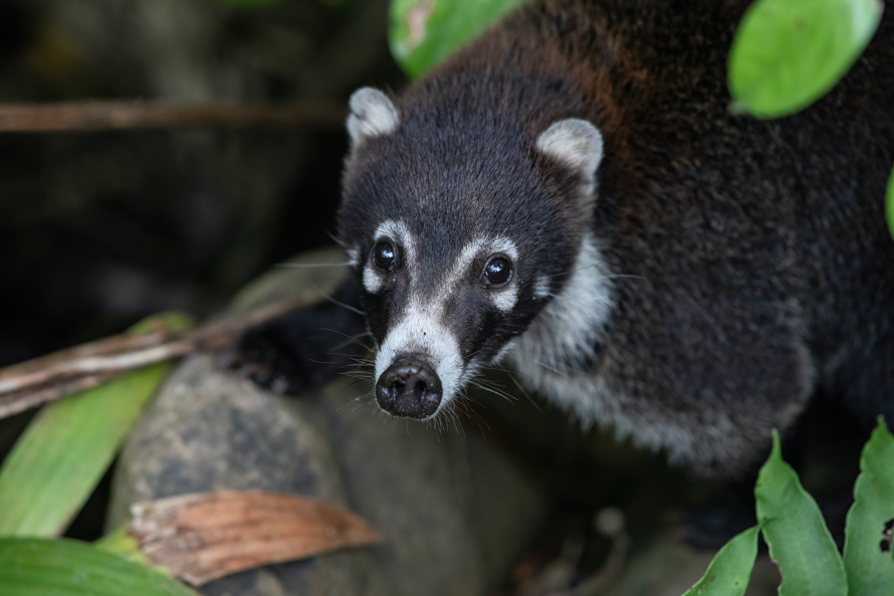 Wild Images Photography Tours | Wildlife photography tours in Costa Rica