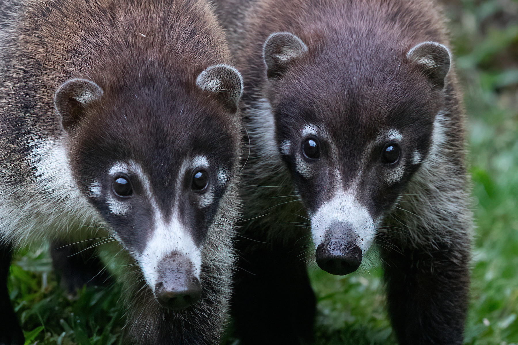 White-nosed Coatis on our Costa Rica wildlife photography tour
