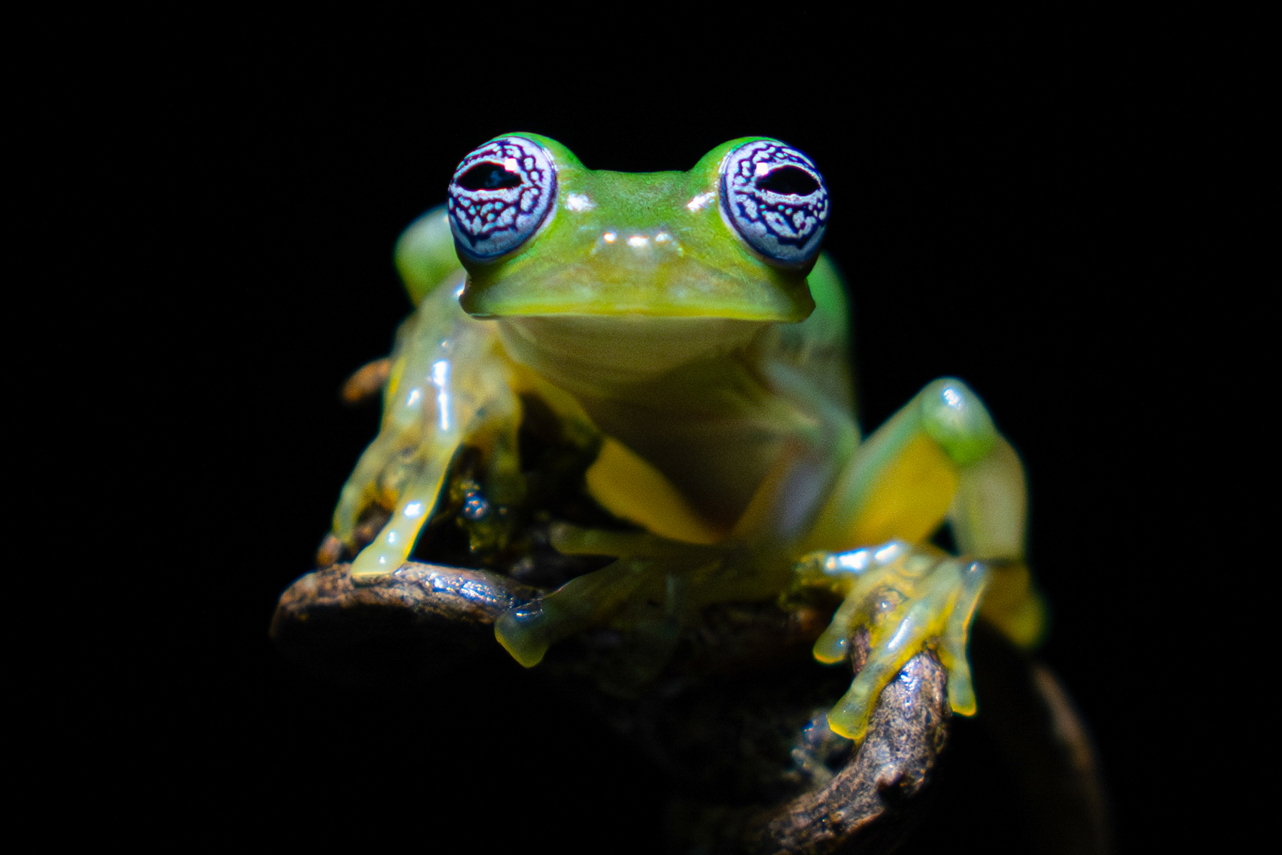 Wild Images Photography Tours | Wildlife photography tours in Costa Rica