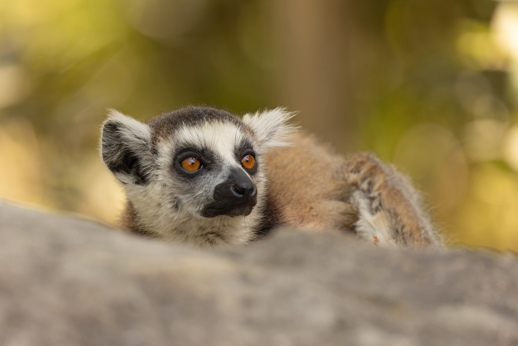 Ring-tailed Lemur is known as ‘Maki’ in Madagascar (image by Mike Watson)