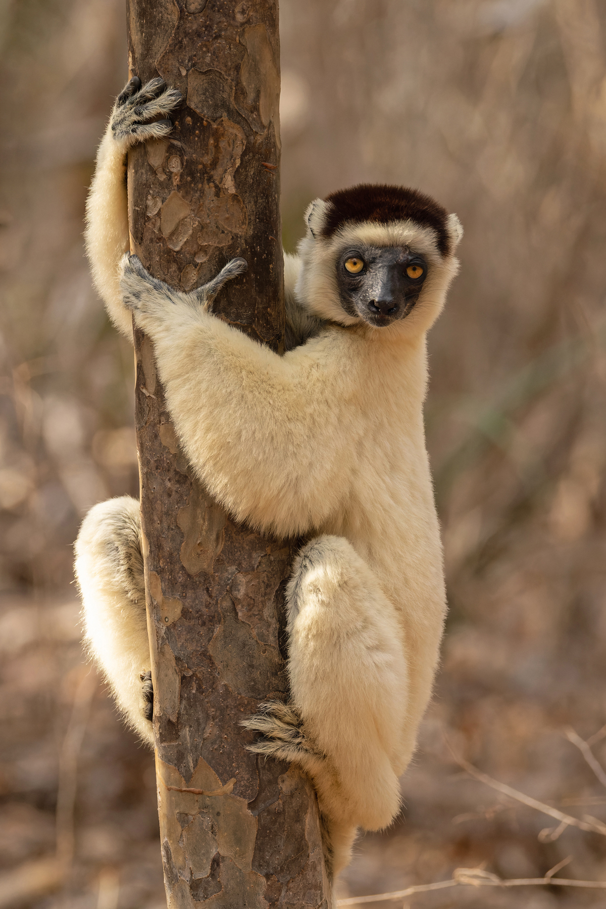 A dreamy gaze from a Verreaux’s Sifaka at Kirindy (image by Mike Watson)