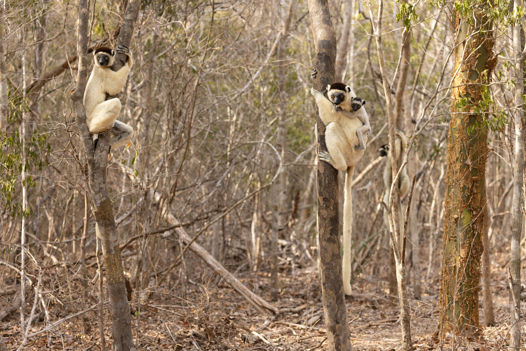 Verreaux’s Sifaka family at Kirindy Forest (image by Mike Watson)