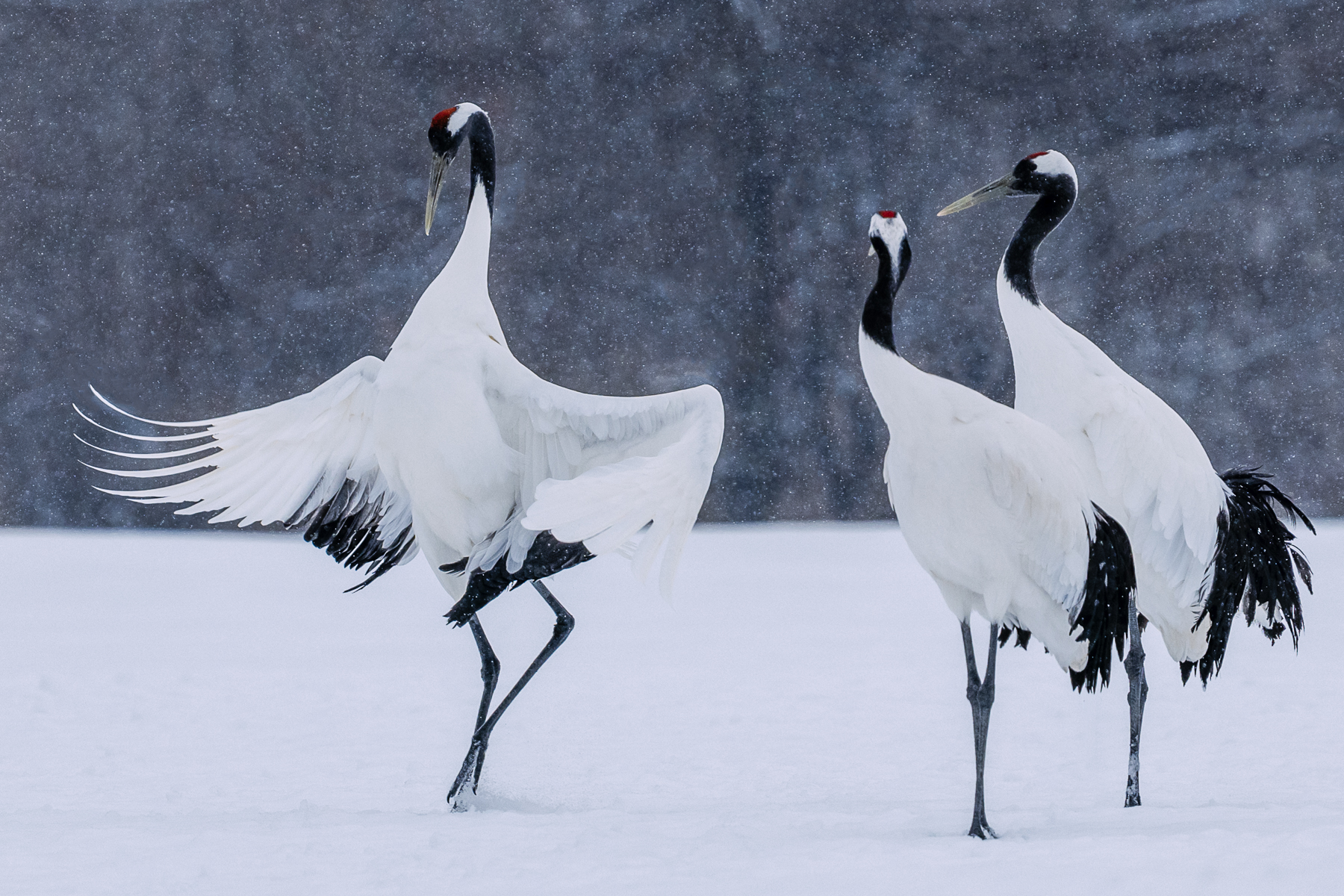 Wild Images Photography Tours | Japan Wildlife Photography Tours - Hokkaido  Wildlife Photo Tours